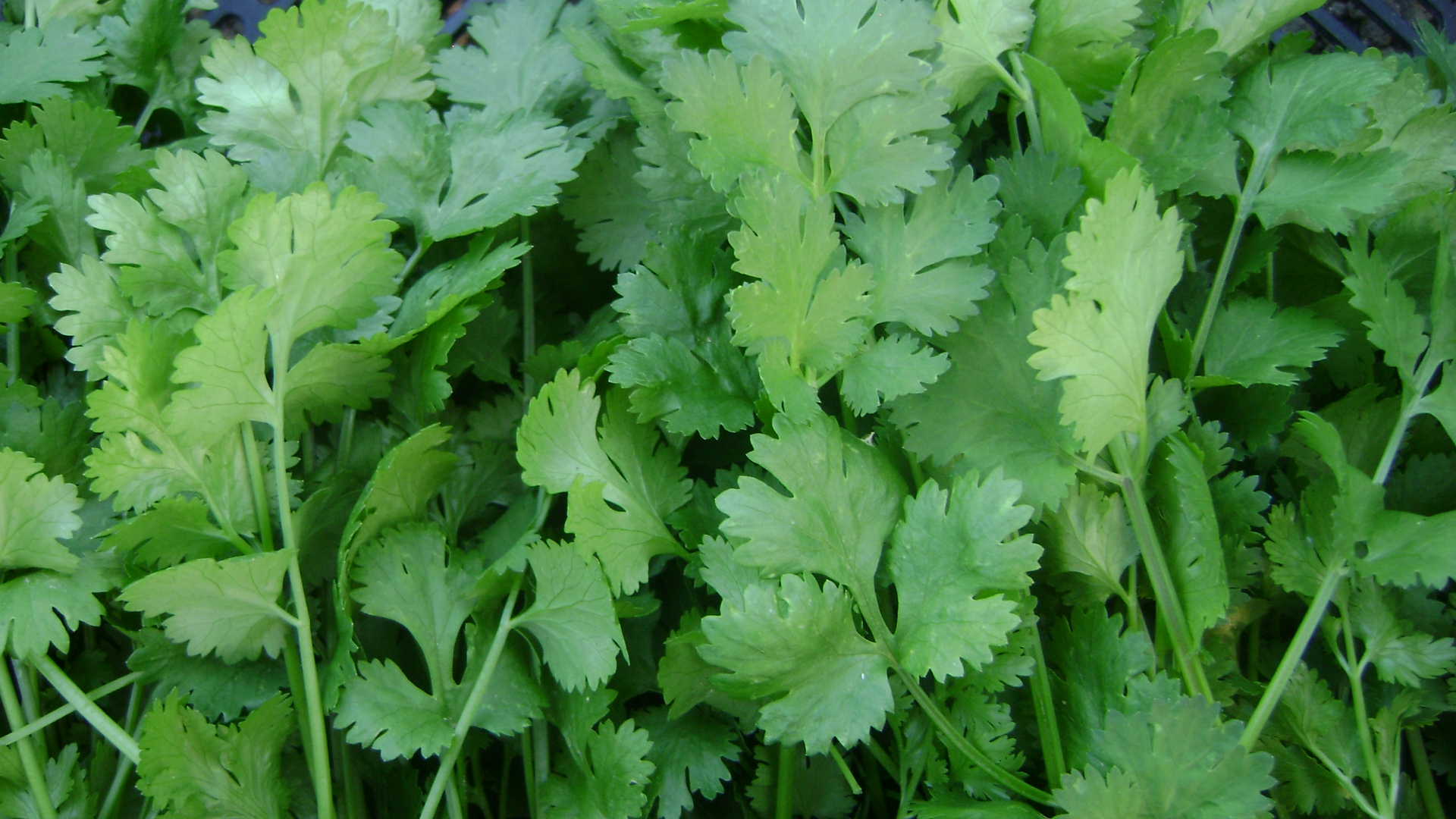 Cilantro & Coriander
