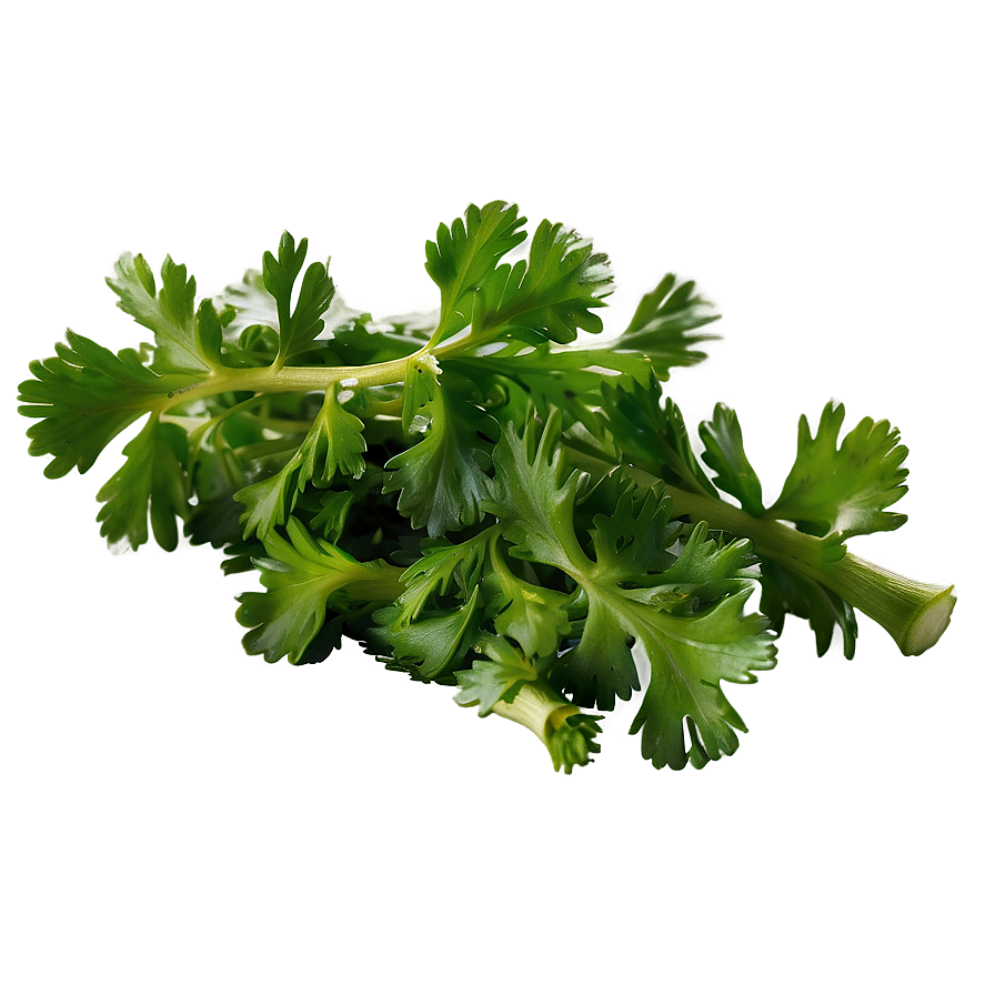Download Chopped Cilantro Png 90