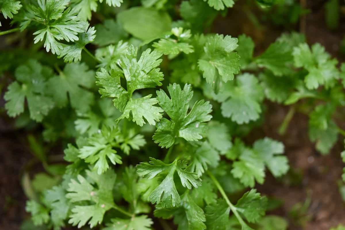 Cilantro: Growing, Storing, Substituting, Cooking, and Preserving Farm and Kitchen