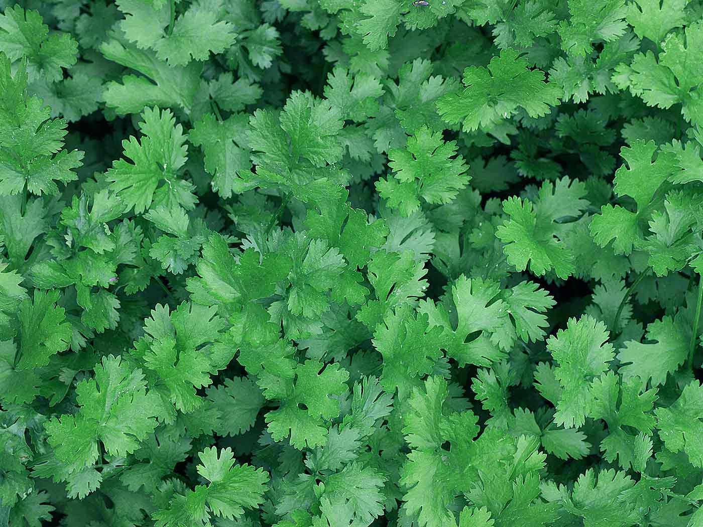 Cilantro vs. Parsley: What's the Difference?