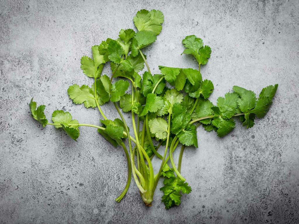 Keto Friendly Cilantro: Is Coriander Low Carb?