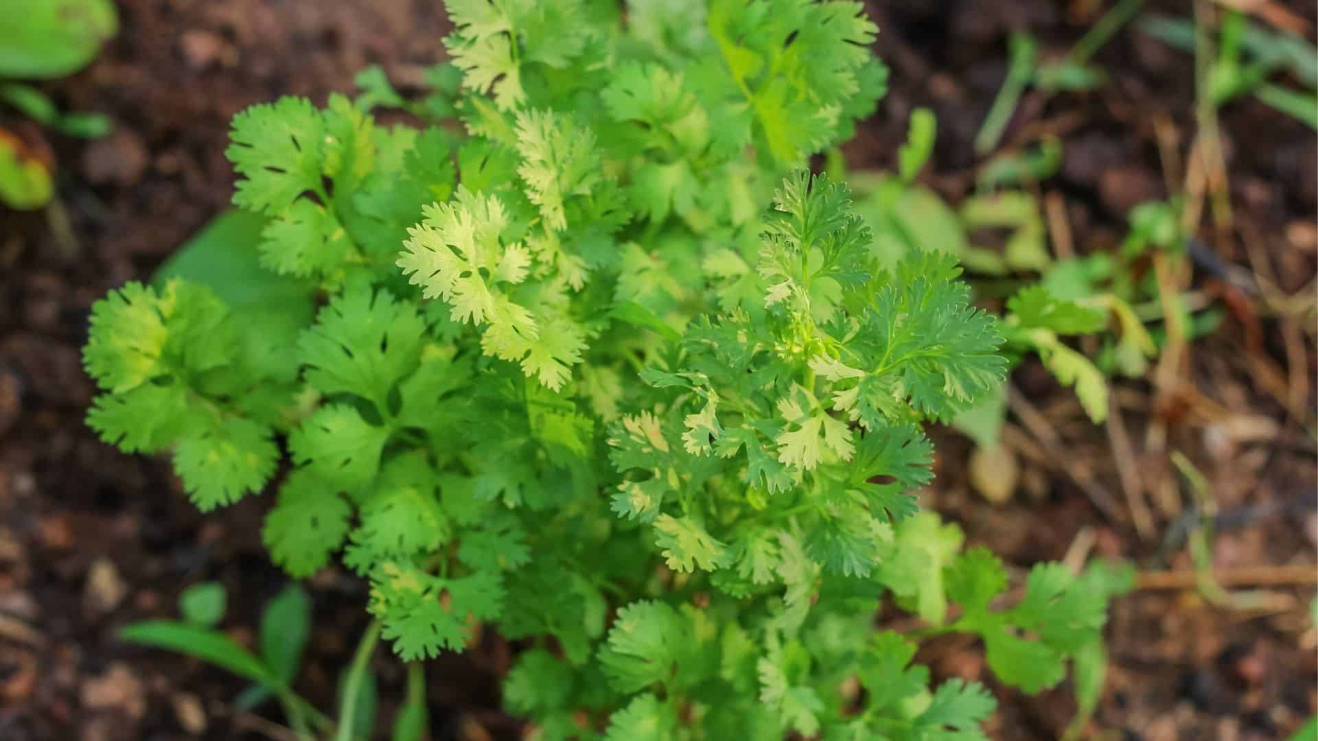 Cilantro Seed (Coriandrum sativum)