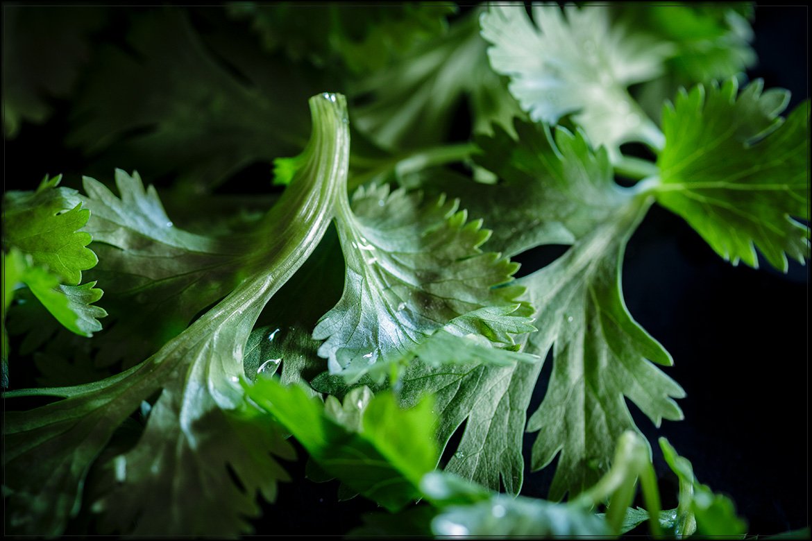 ingredient: cilantro (fresh coriander)