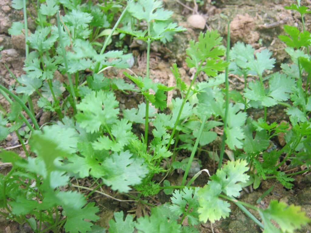 Cilantro, Flavorful Cuisines and Notably Nutritious The Planet