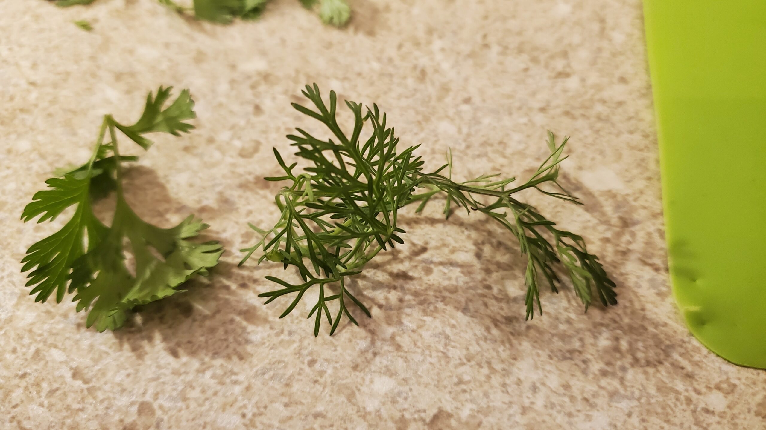 of the Best Types of Cilantro. Gardener's Path