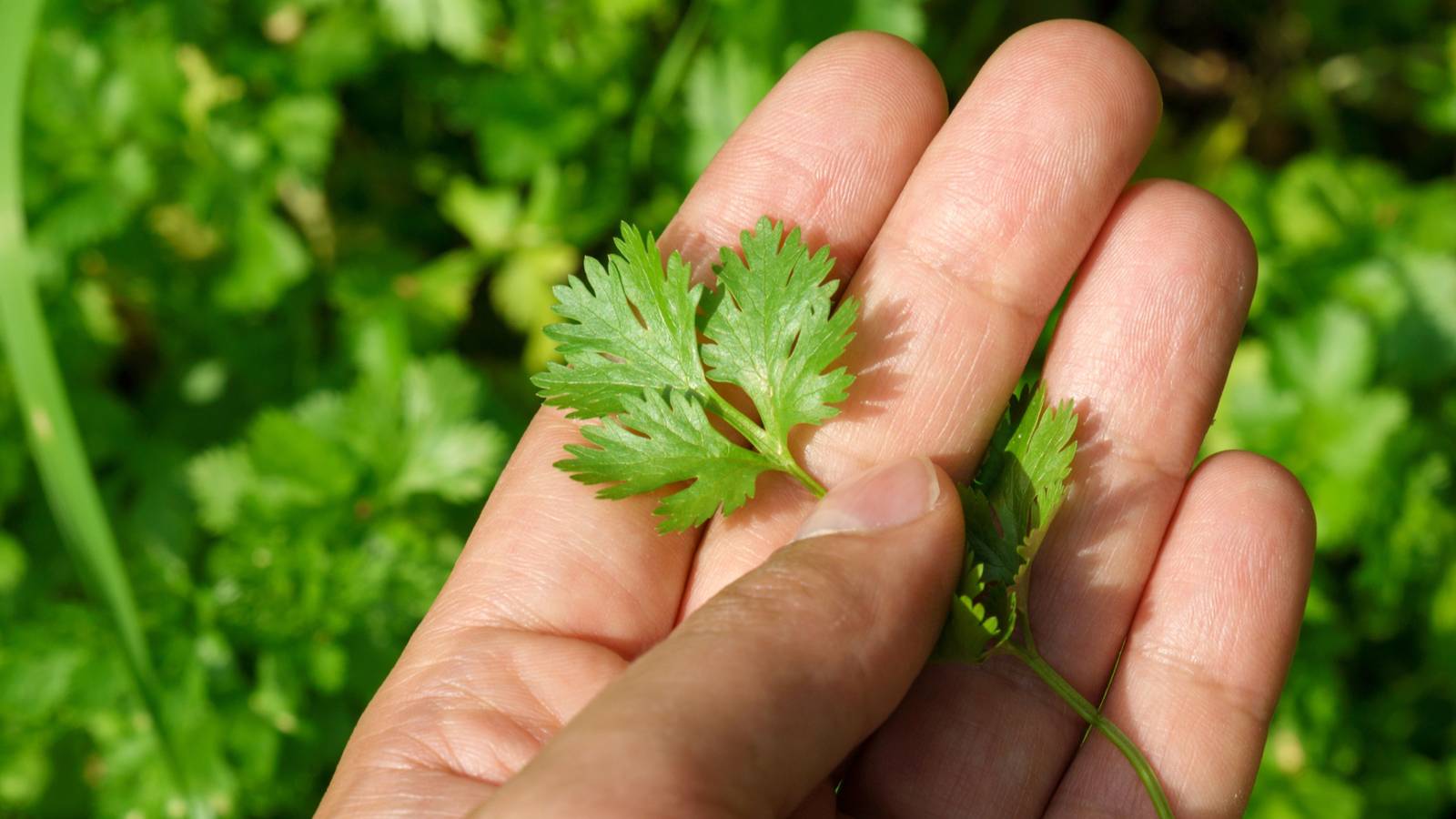 Tips for Growing Cilantro in Raised Beds