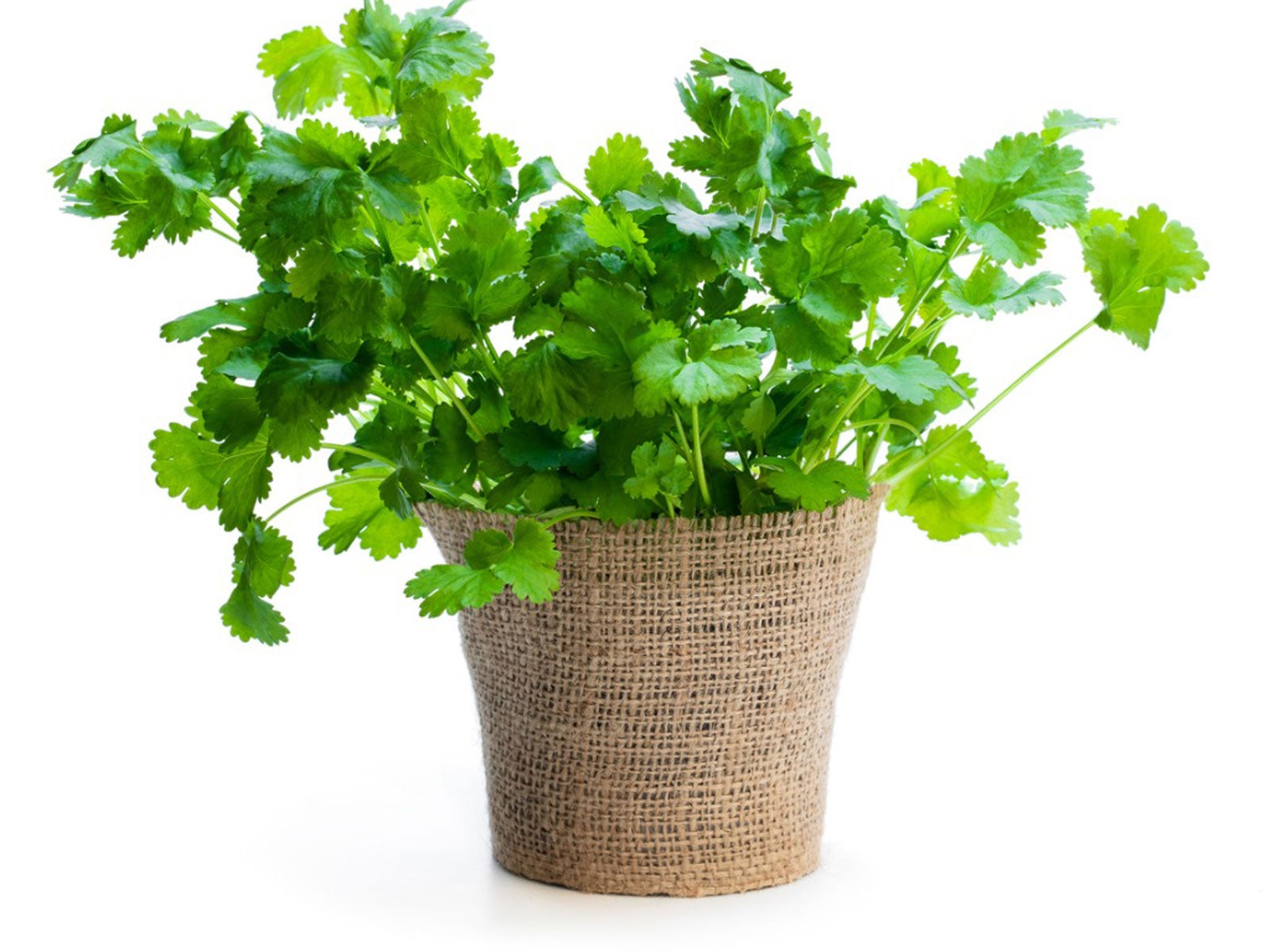 Can I Grow Cilantro Indoors?. Gardening Know How