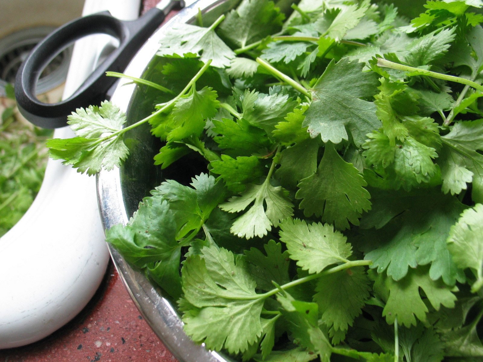 Concerning cilantro