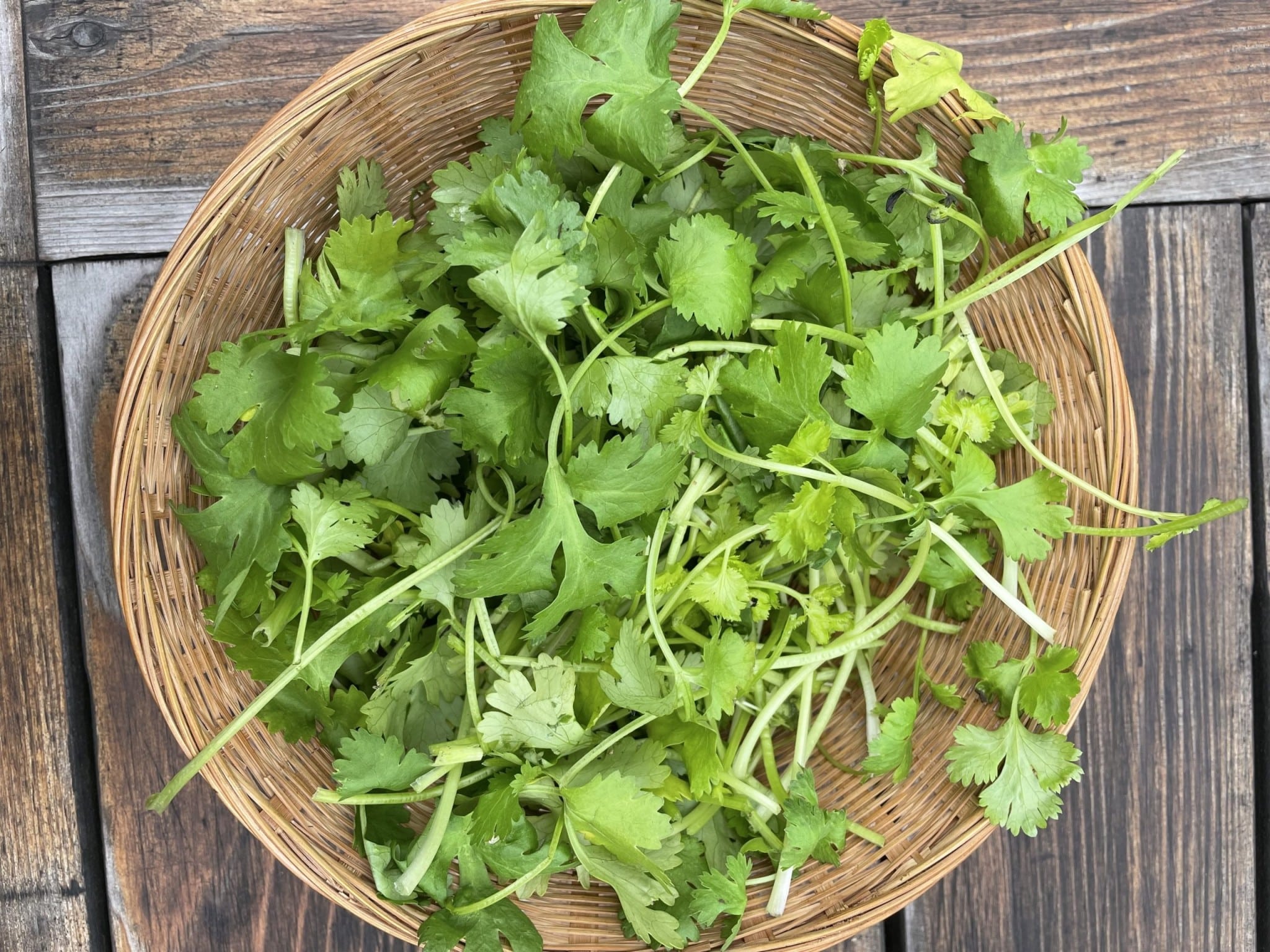 Coriander, the Herb That Leaves No One Indifferent!