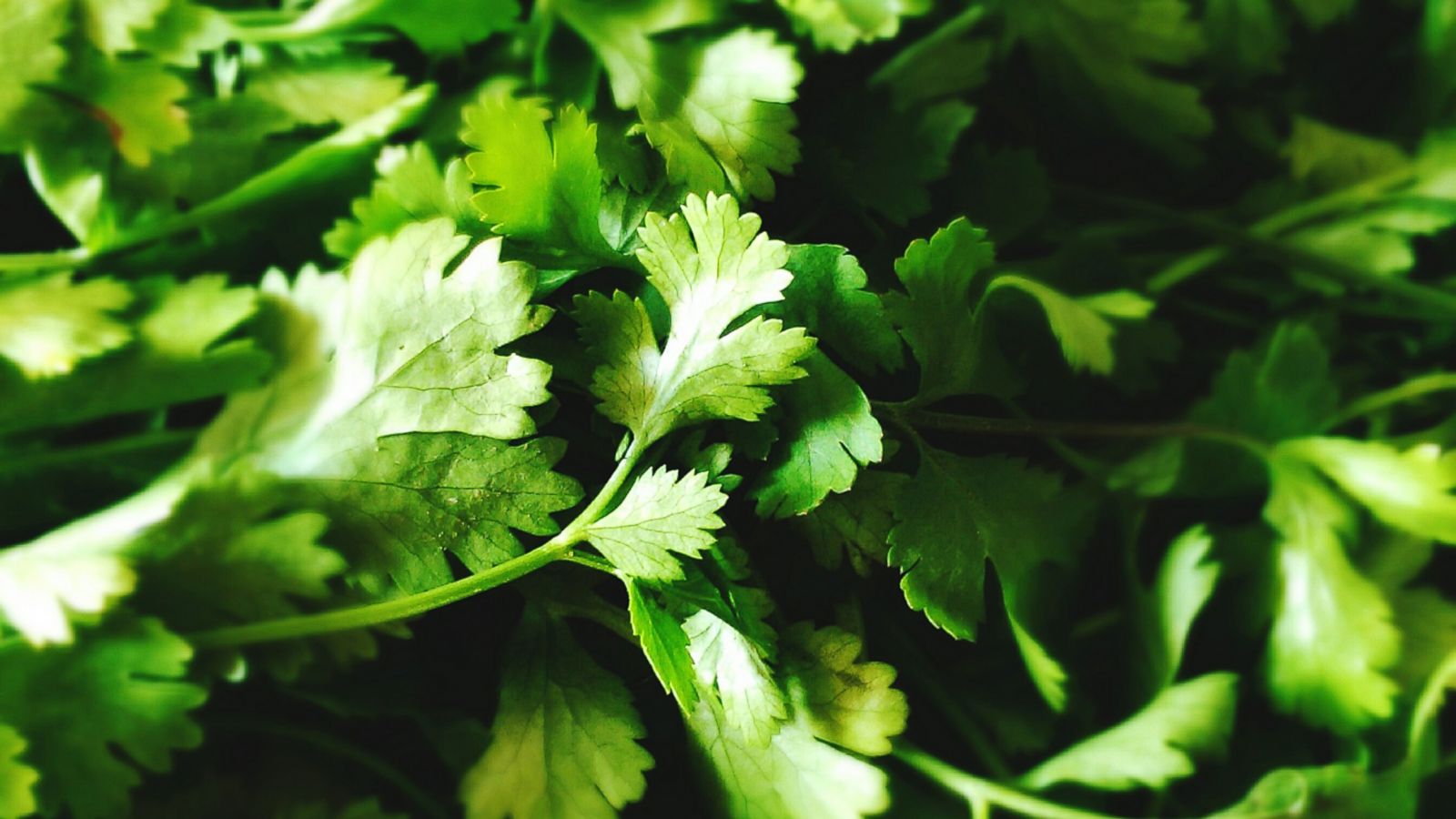 What You Need to Know About Outbreak Linked to Cilantro