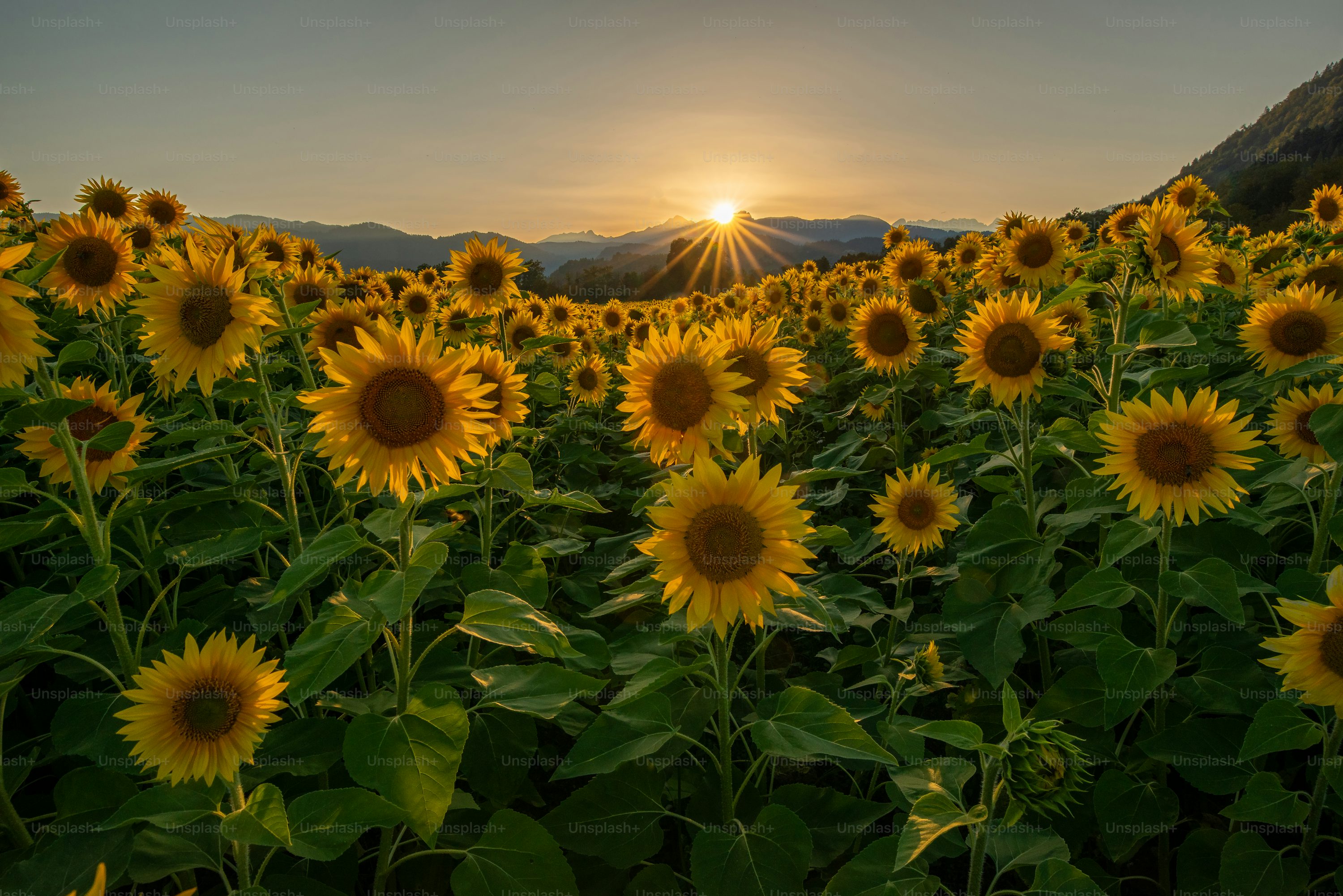 Sunflower Wallpaper: Free HD Download [4K]