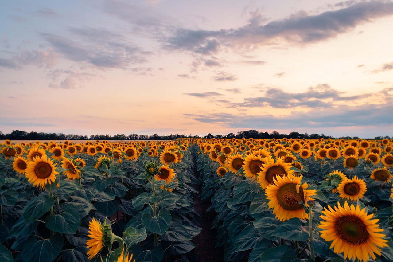 Flowers Sunflowers Field