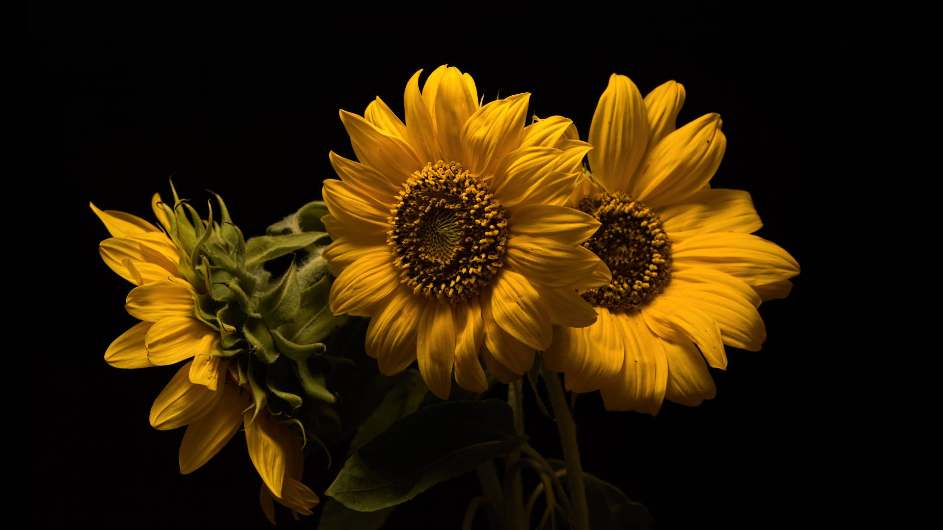 Sunflower Laptop Wallpaper