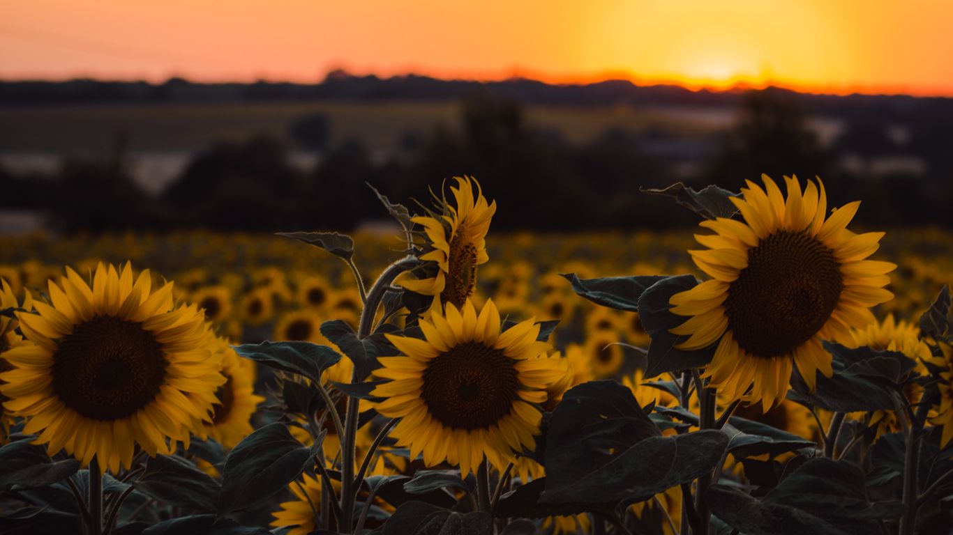Download wallpaper 1366x768 sunflowers, flowers, yellow, field, sunset tablet, laptop HD background