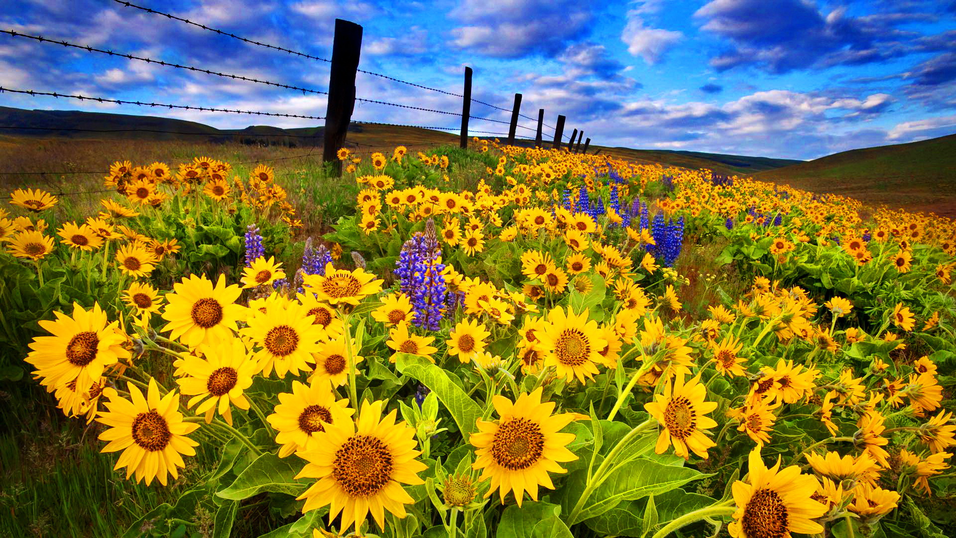 Desktop wallpaper: Field, Earth, Sunflower, Close Up, Fence, Flower, Yellow Flower, Flowers 4K free download for PC. 379235