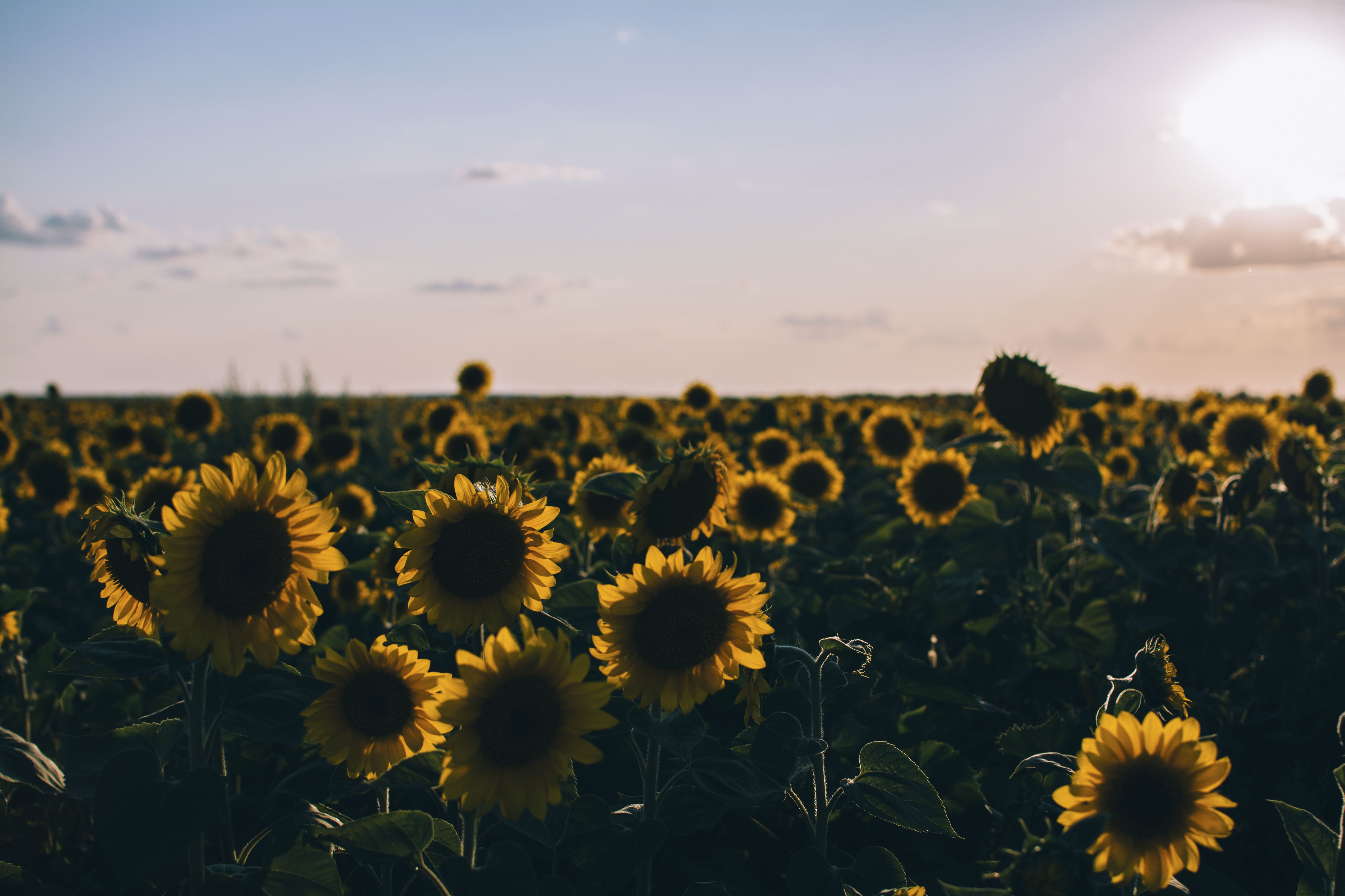 Download Sun Horizon Field Yellow Flower Flower Nature Sunflower 4k Ultra HD Wallpaper