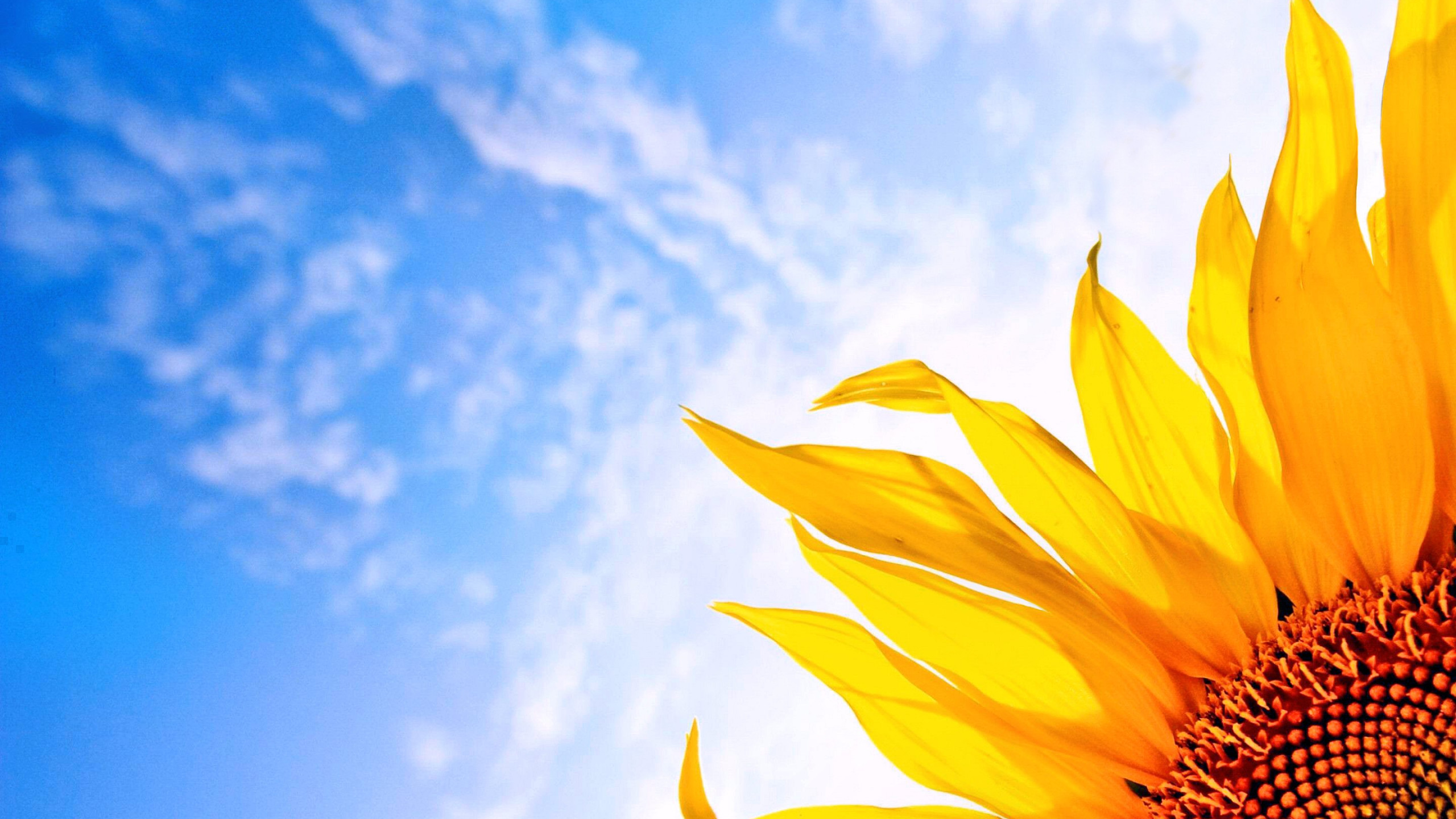 Sunflower Sunrise HD Desktop Wallpaper 23710