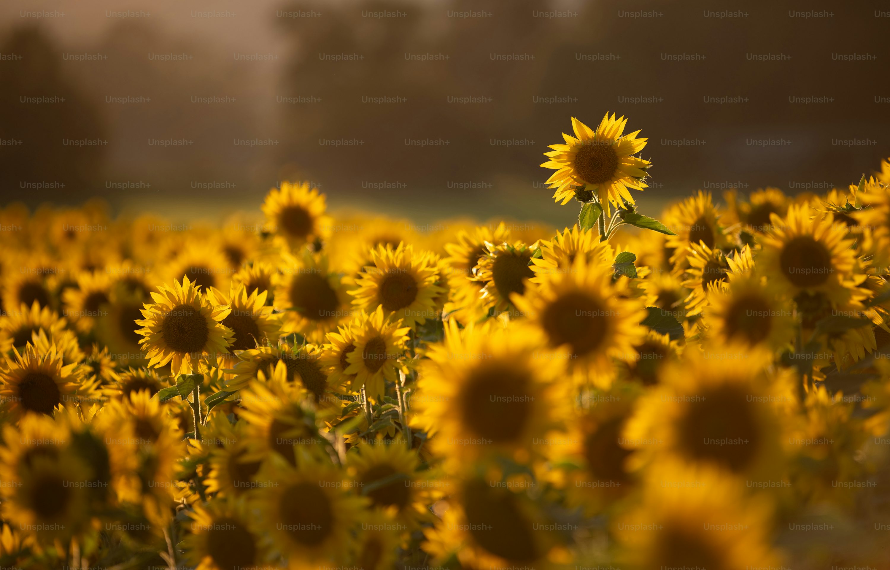 Sunflower Wallpaper: Free HD Download [4K]