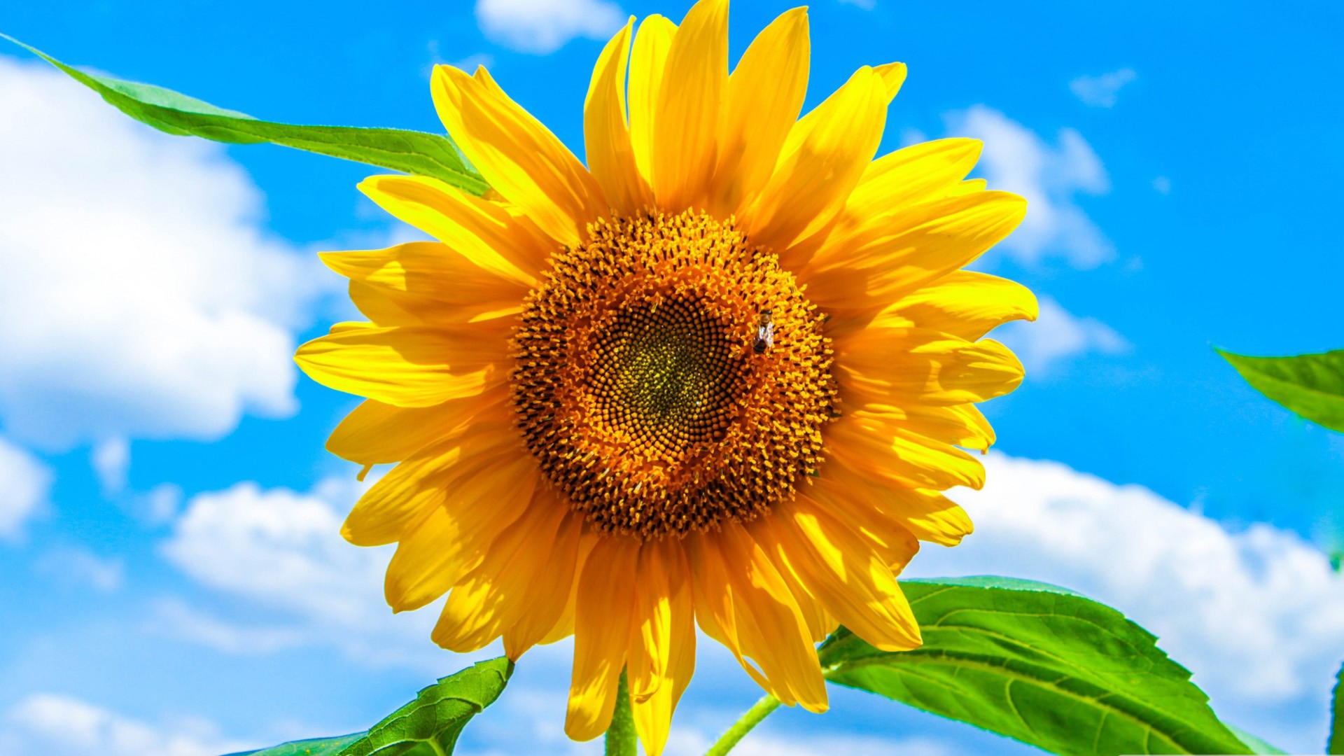 Yellow Sunflower Green Leaves Plant In White Clouds Blue Sky Background HD Sunflower Wallpaper