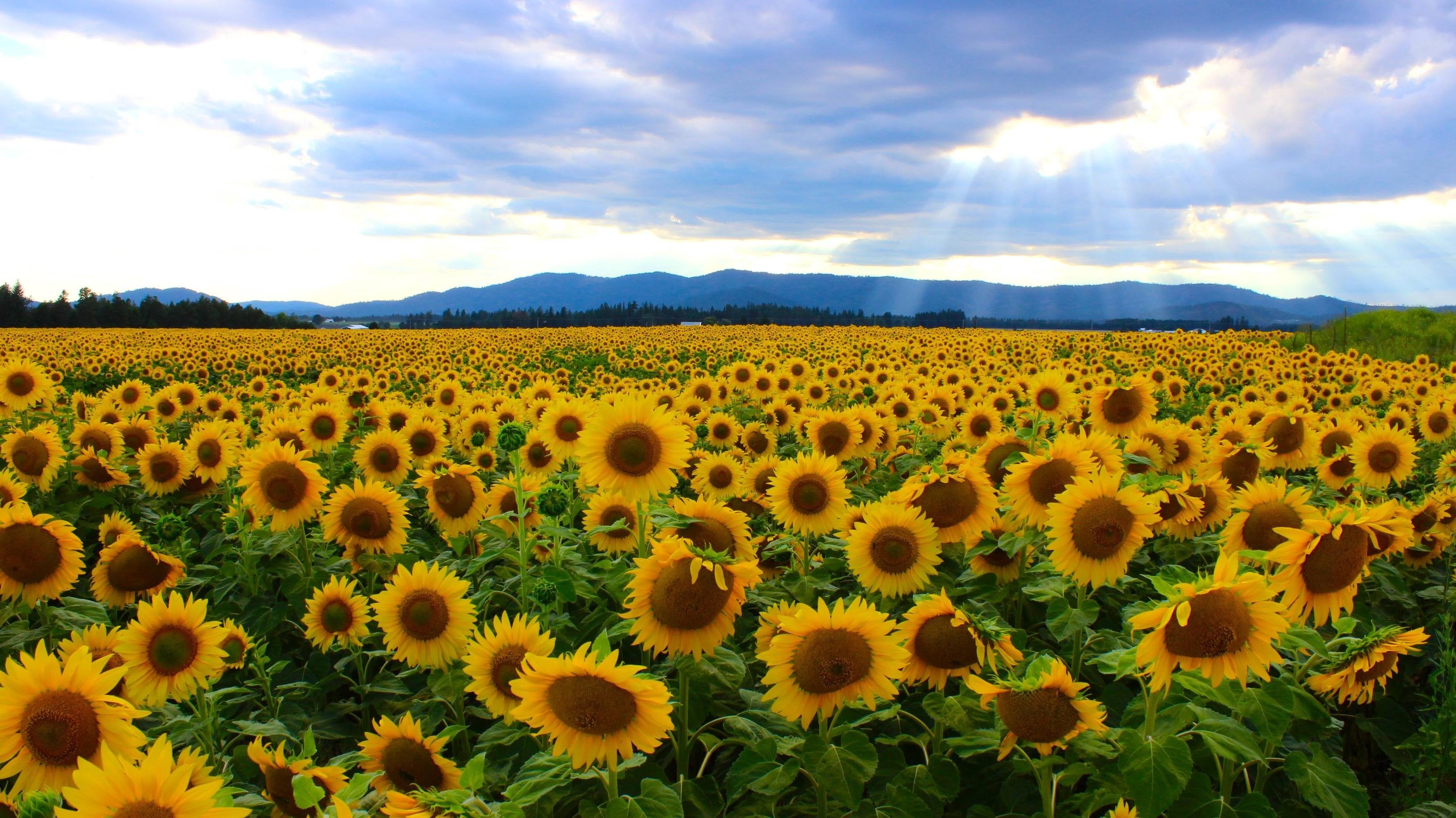 Field Of Sunflowers (Photo By U Spockgiirl) [3266 X 1835]