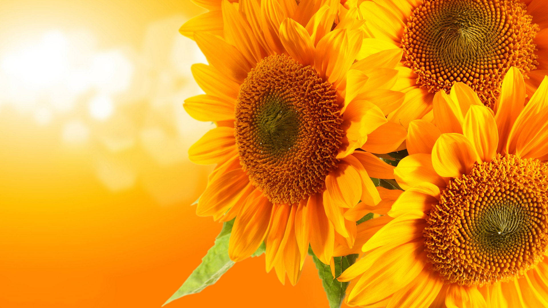 Download Orange Sunflower Laptop Wallpaper