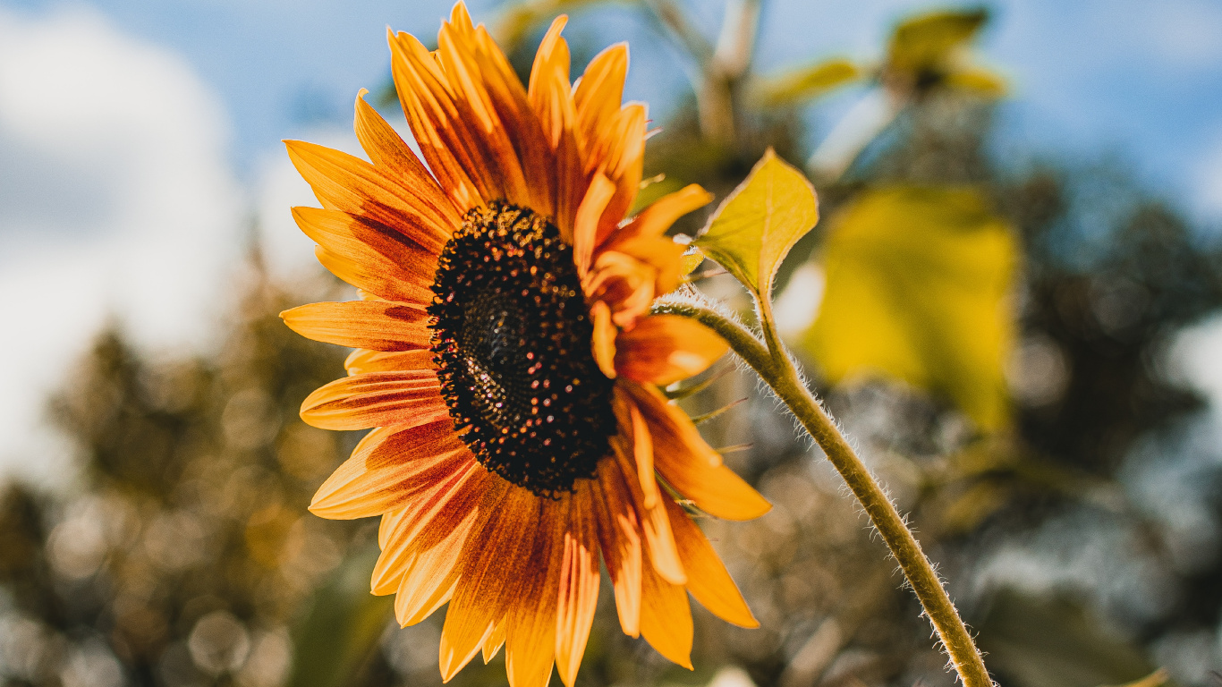 Laptop Sunflowers Wallpaper Free 1366x768 High Quality Background