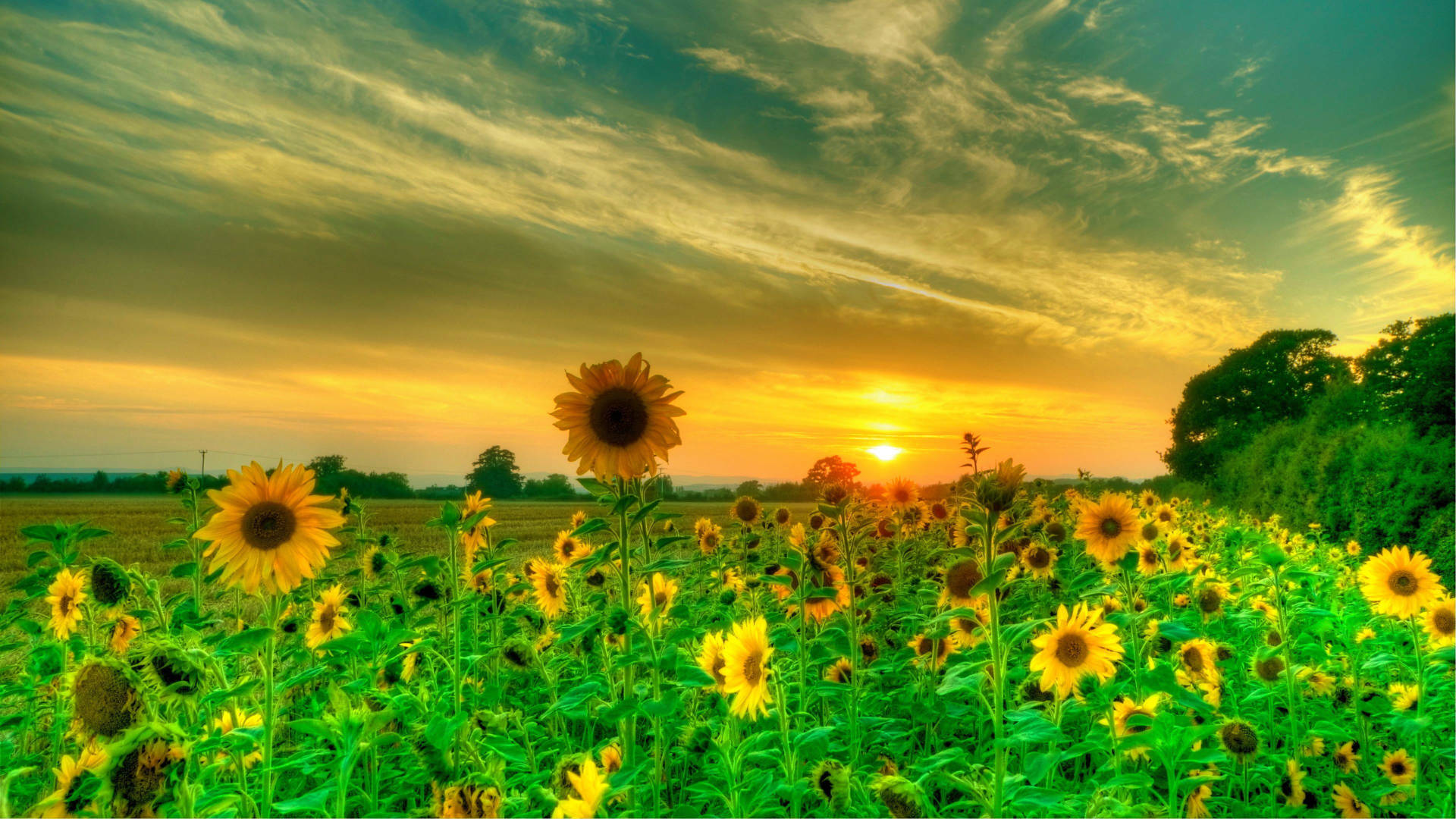 Download Dusk Sunflower Laptop Wallpaper