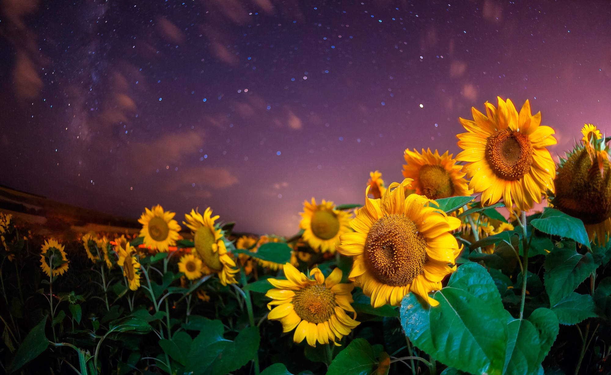 Sunflower Dreams Under a Starry Summer Night