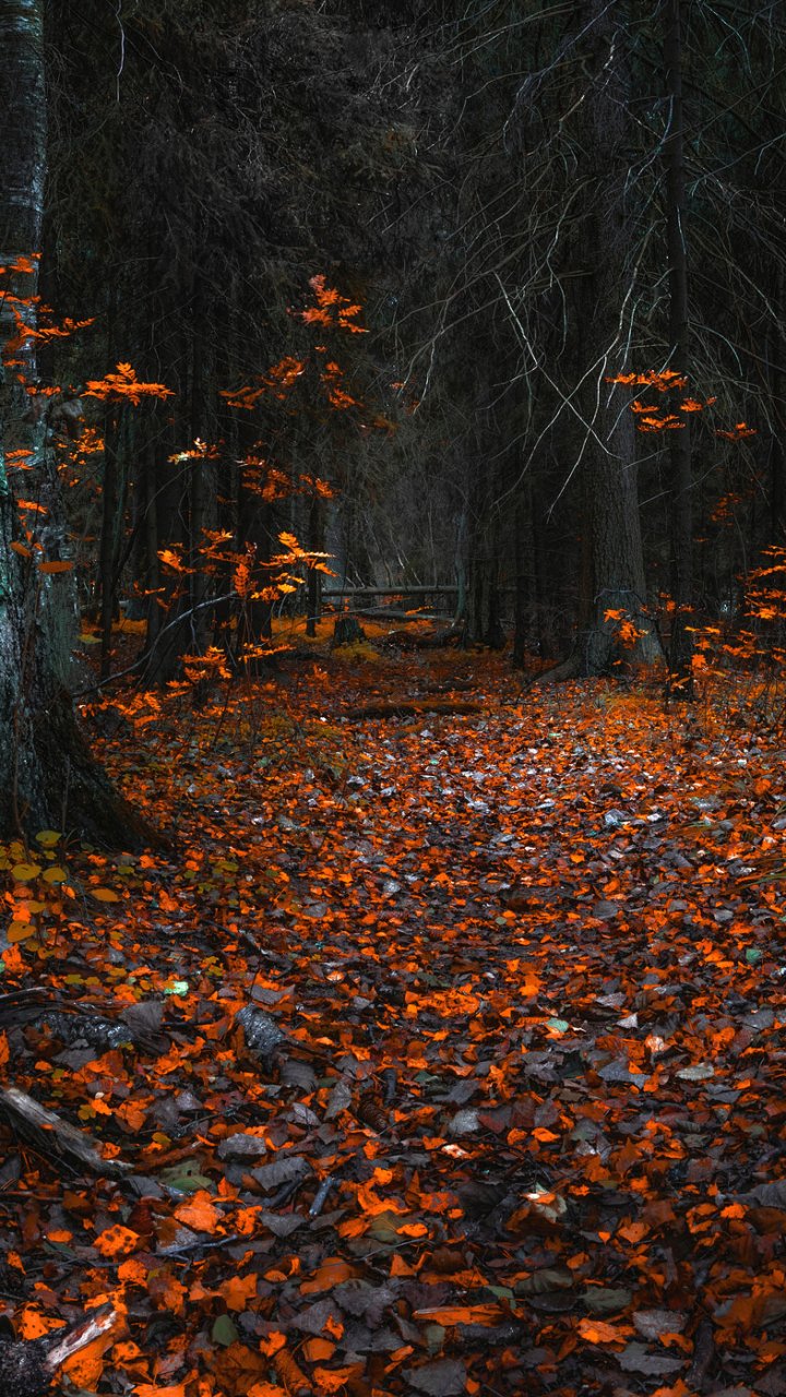 Download Path Nature Leaf Fall Forest Phone Wallpaper