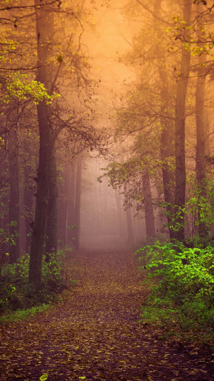 Autumn Wallpaper 4K, Mist, Forest, Path, Trees, Fog
