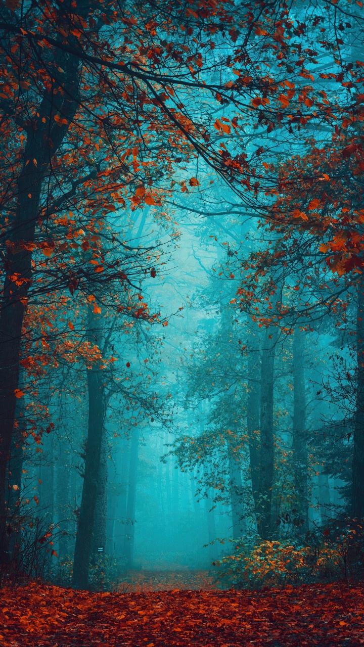 Foggy night Wallpaper 4K, Autumn Forest, Beauty, Mystical