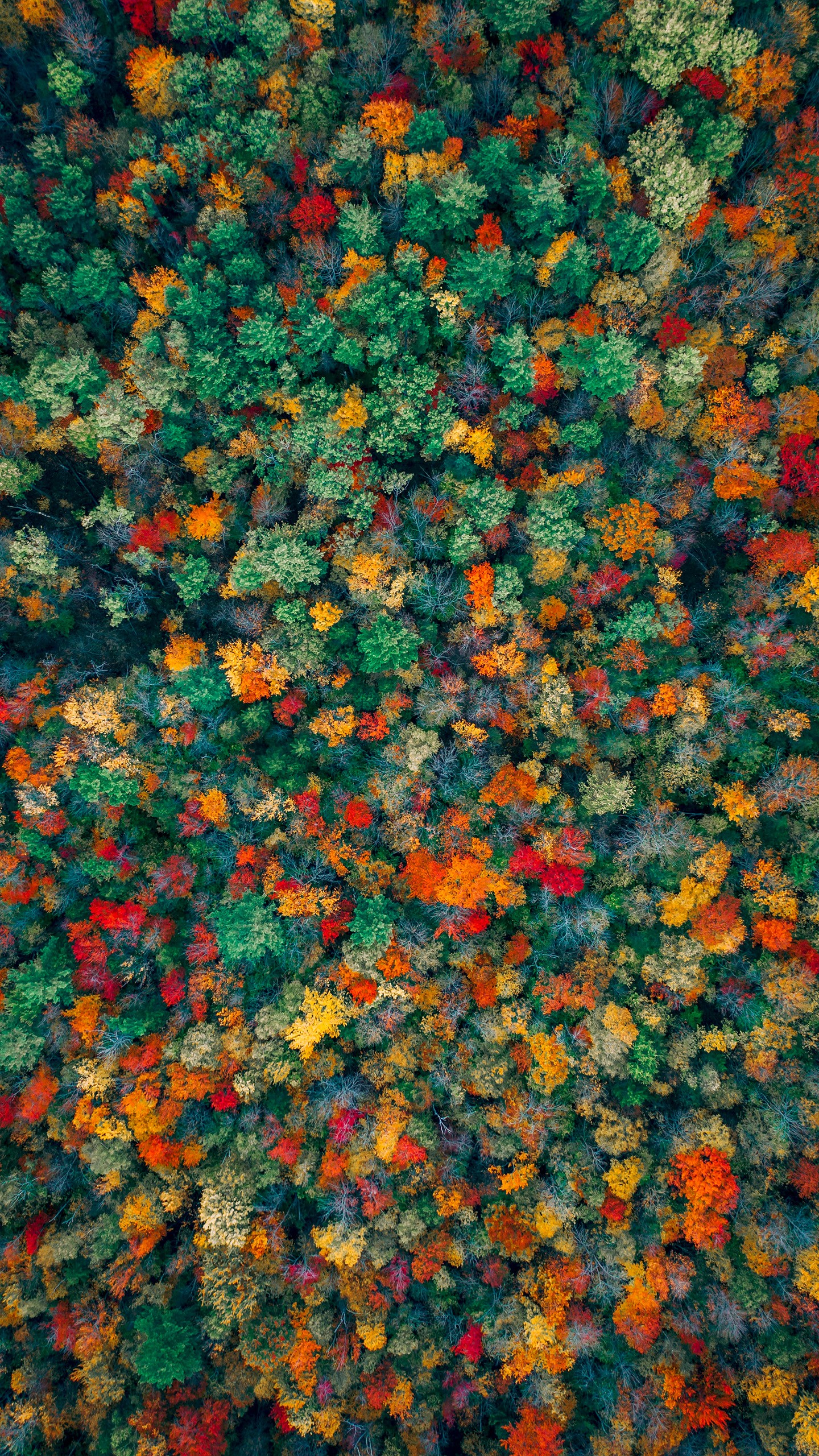 Autumn Forest Aerial view 4K Wallpaper