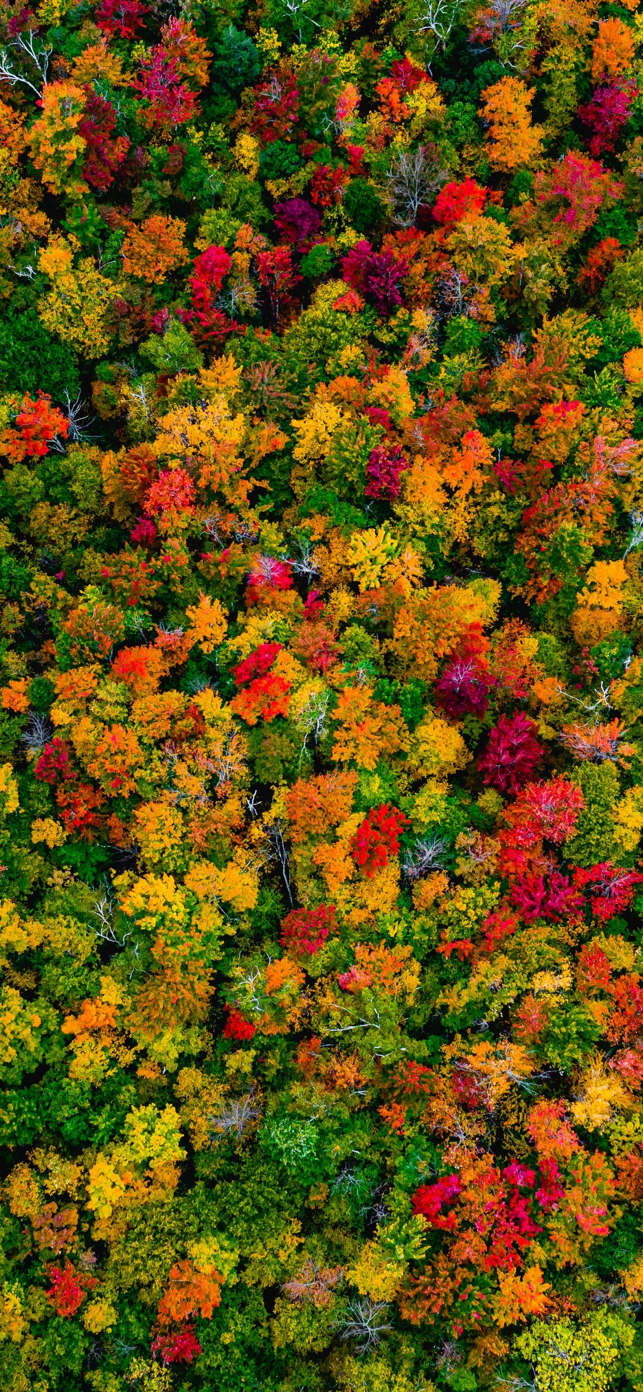 Autumn Forest Maple Multi Color Fall Top Best Trending Desktop Wallpaper Background And For Apple iPhone And Google Android 4K 5K 6K HDR High Resolution High Definition