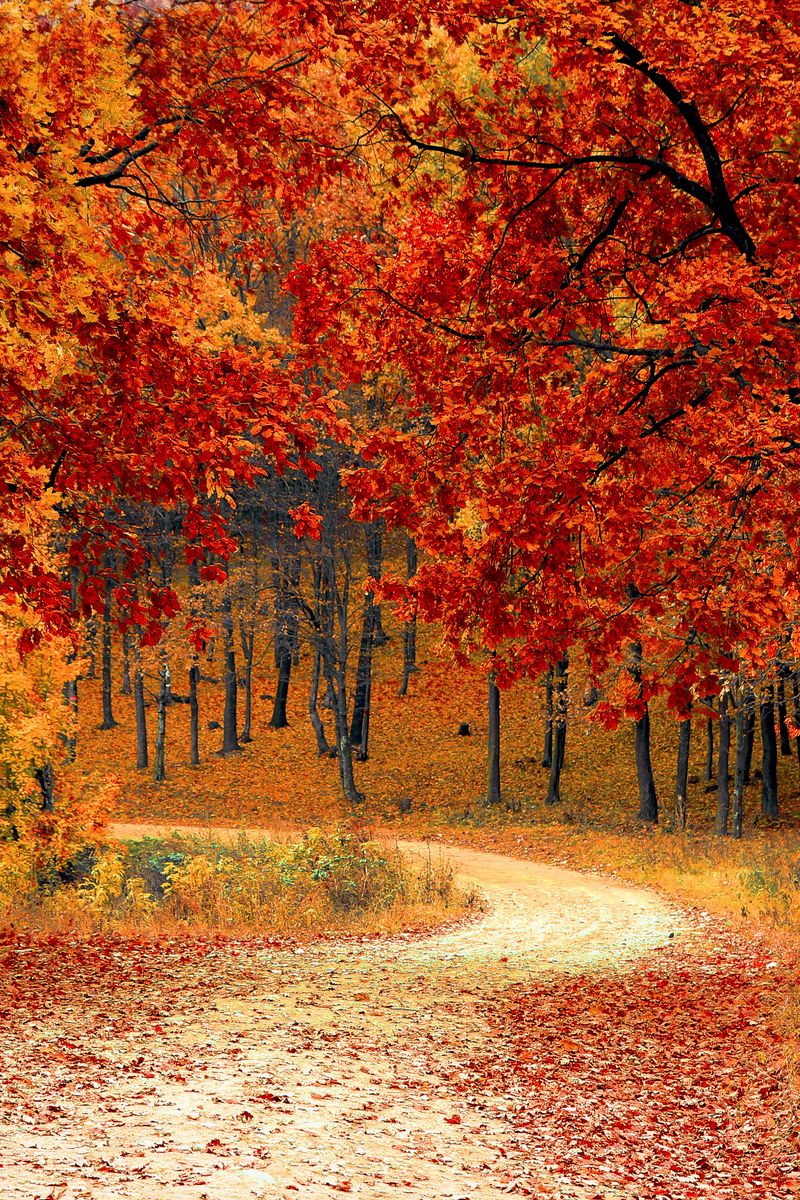 Download Wallpaper 800x1200 Autumn, Forest, Path, Foliage, Park, Colorful Iphone 4s 4 For Parallax HD Background