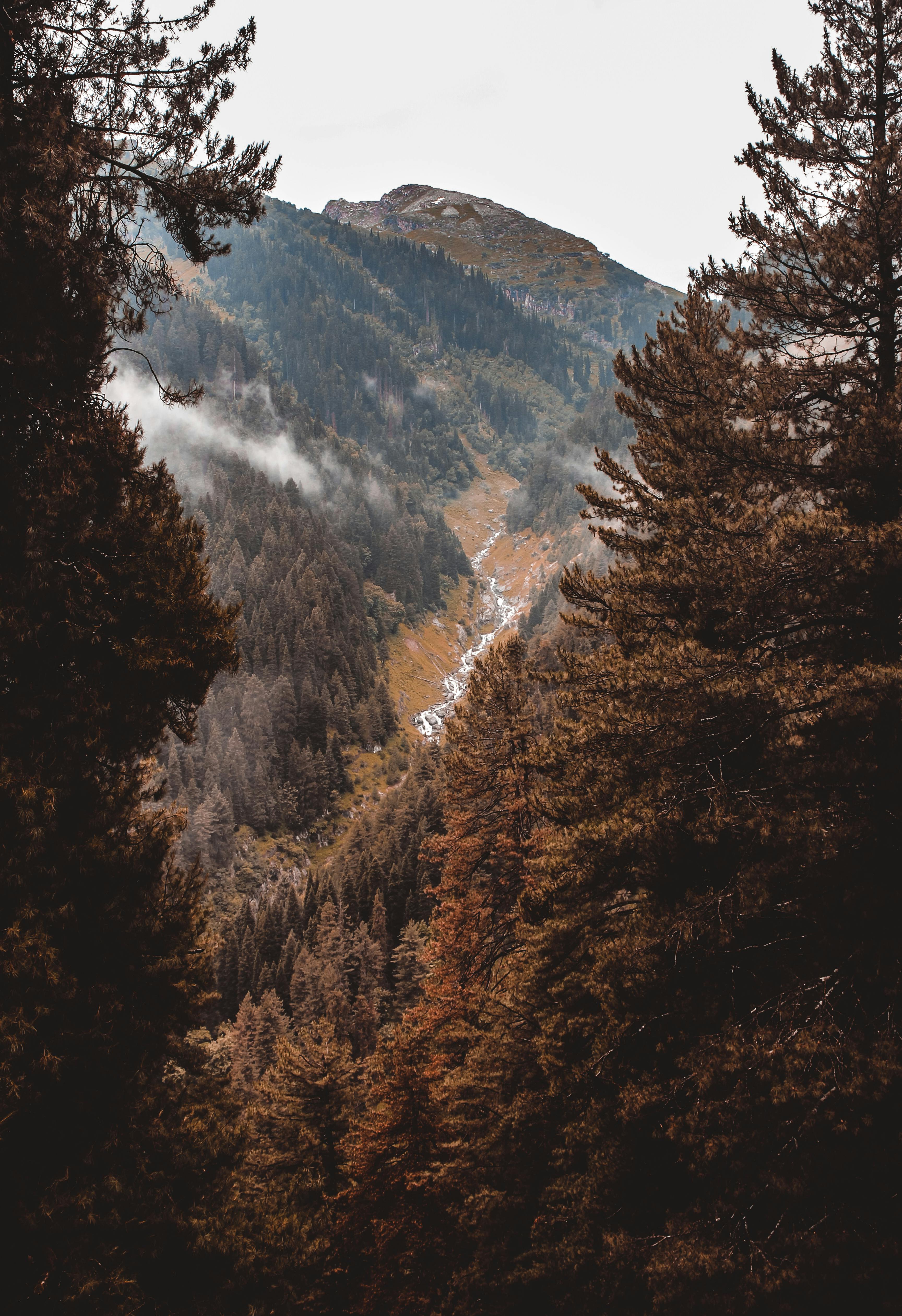 Autumn Forest on Hillside Overlooking Valley in Mountains · Free