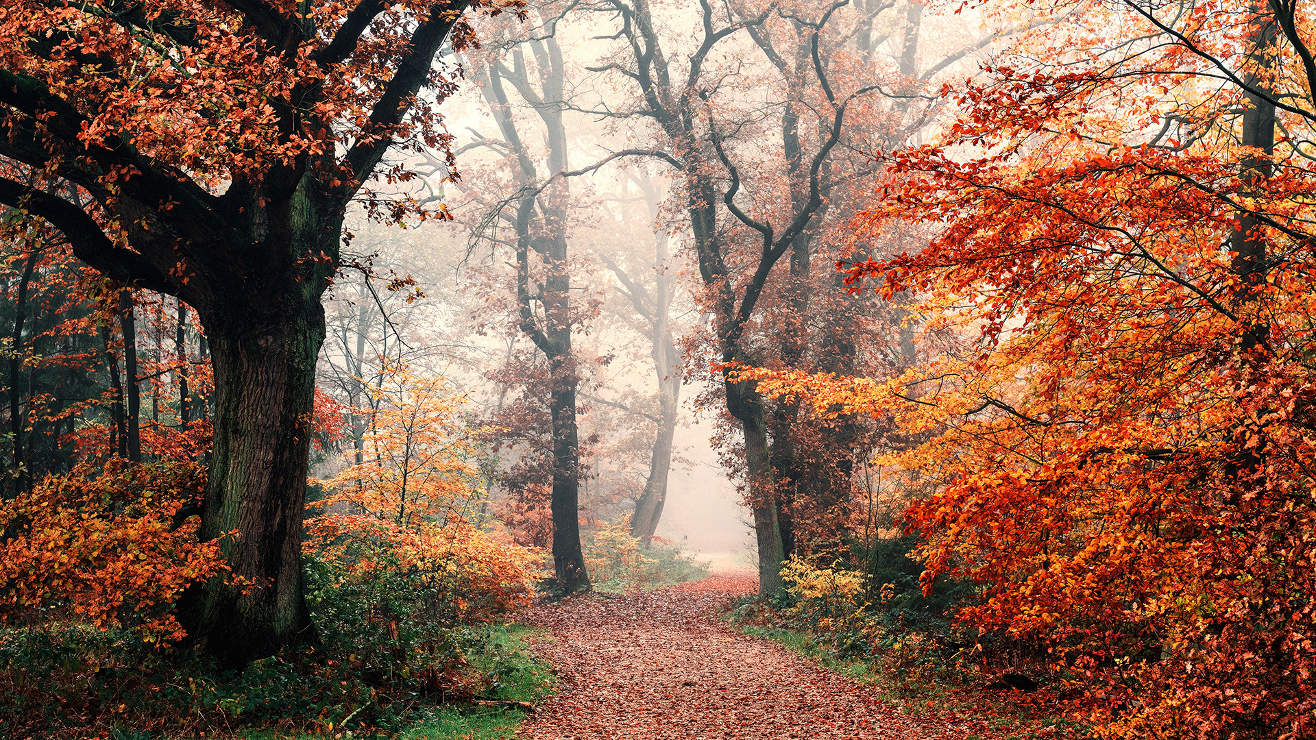 Autumn Wallpaper For Chromebook