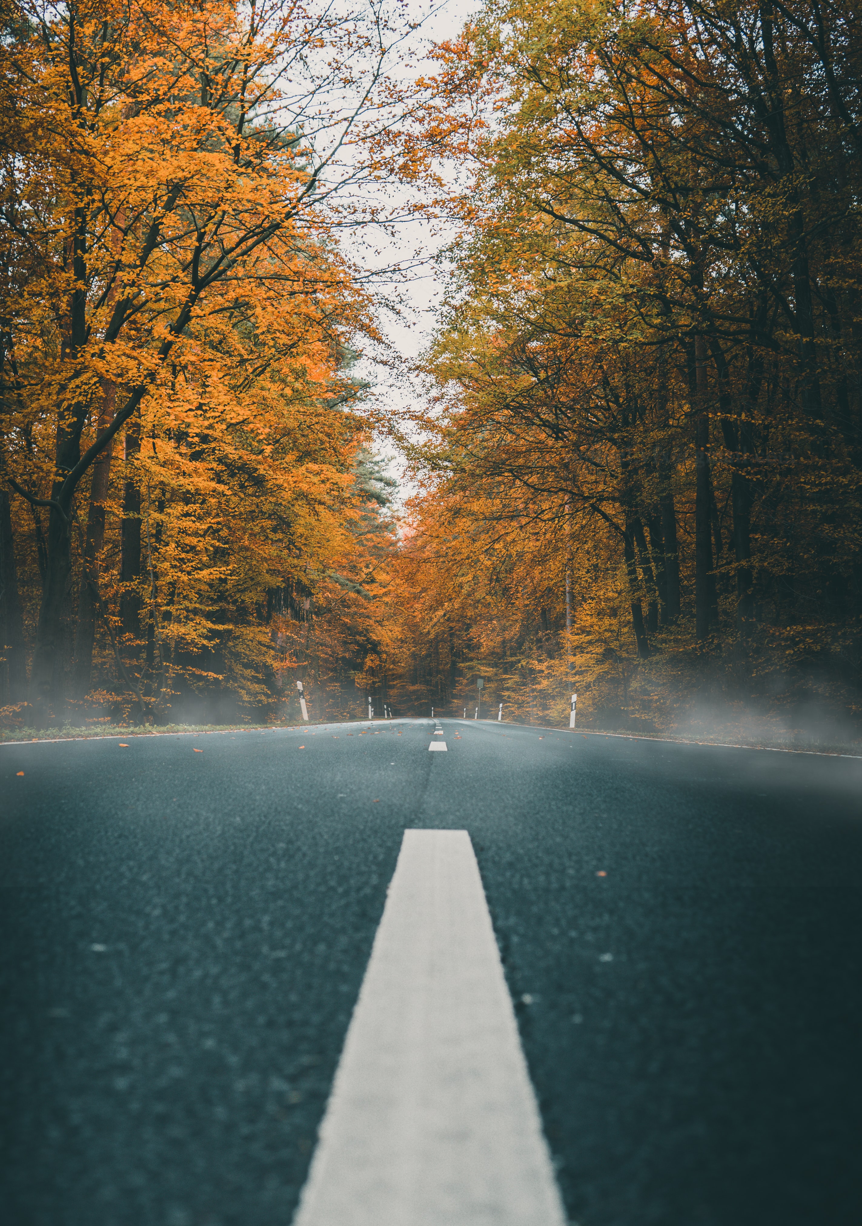 Phone wallpaper: Autumn, Asphalt, Nature, Road, Markup 121240
