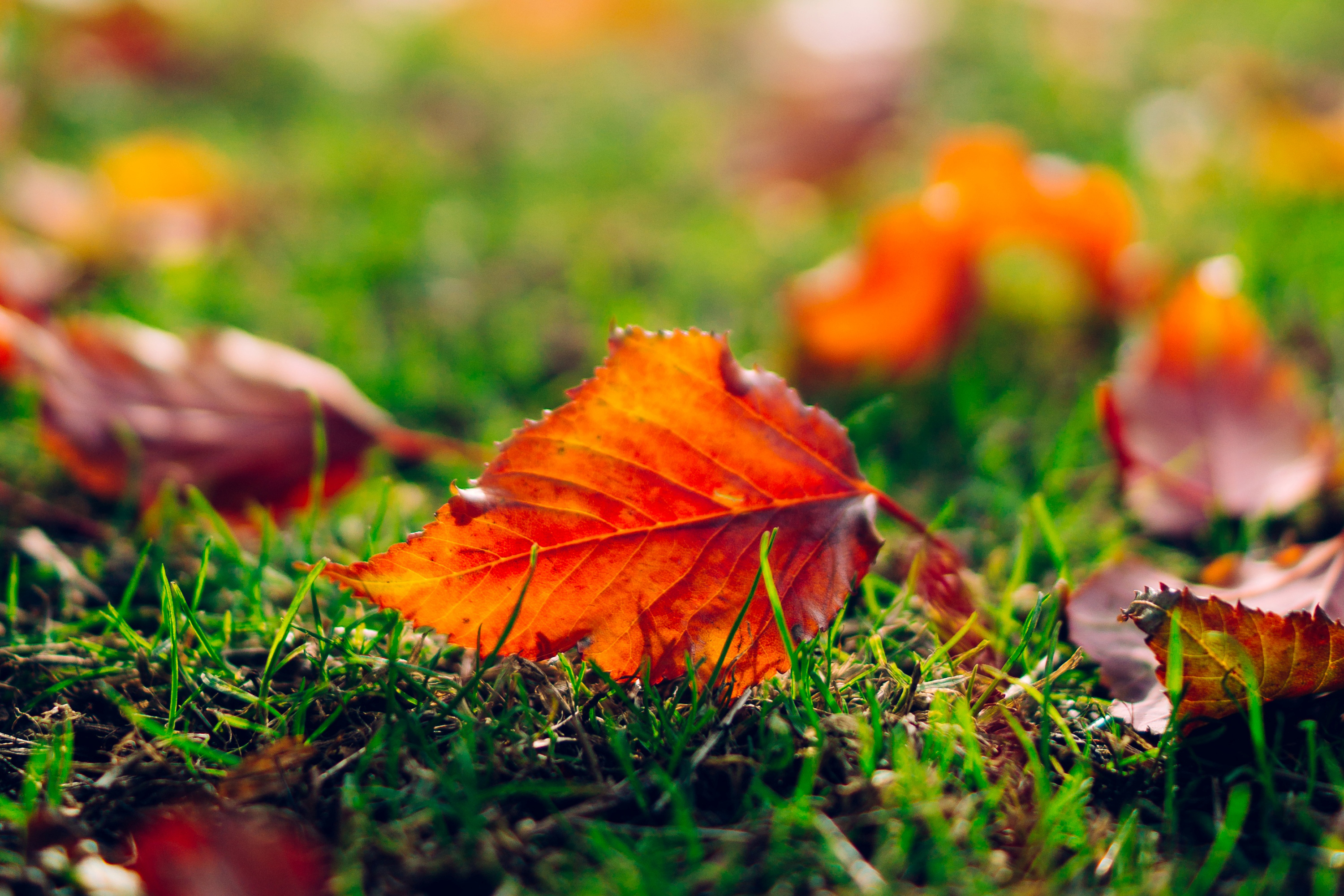 leaf, Leaves, Orange, Grass, Nature, Macro, Autumn, Bokeh Wallpaper HD / Desktop and Mobile Background