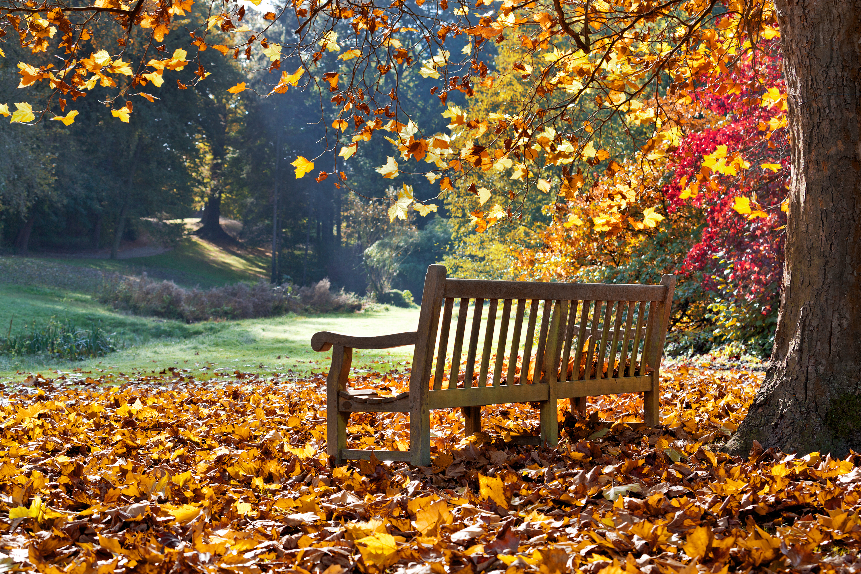 Download Leaf Tree Fall Man Made Bench HD Wallpaper