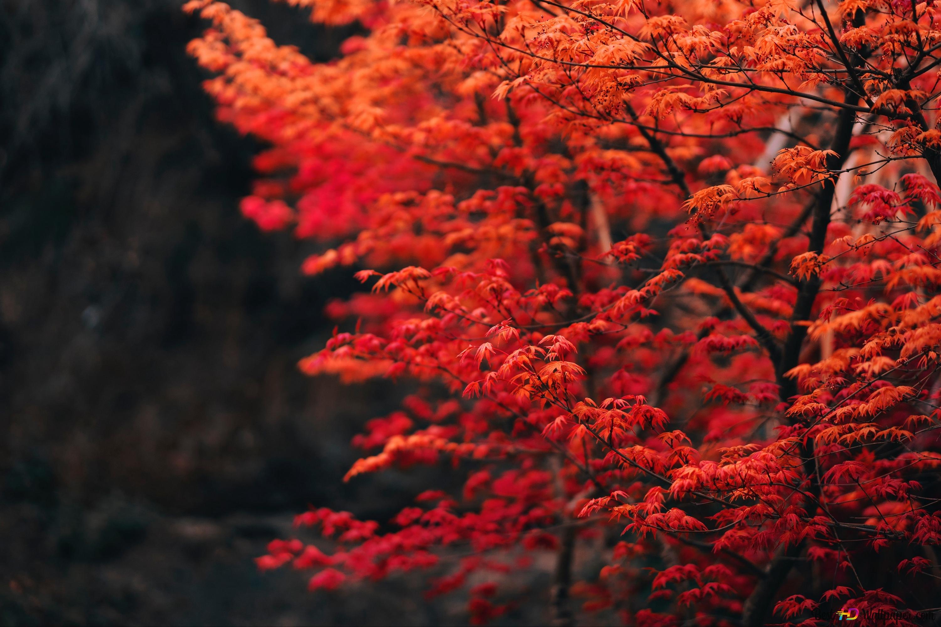 Trees in Autumn 4K wallpaper download