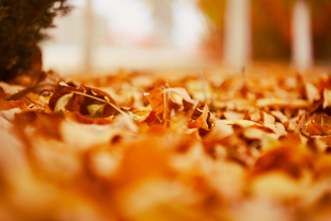 Low Angle Shot of Yellow Autumn Leaves on a Ground · Free