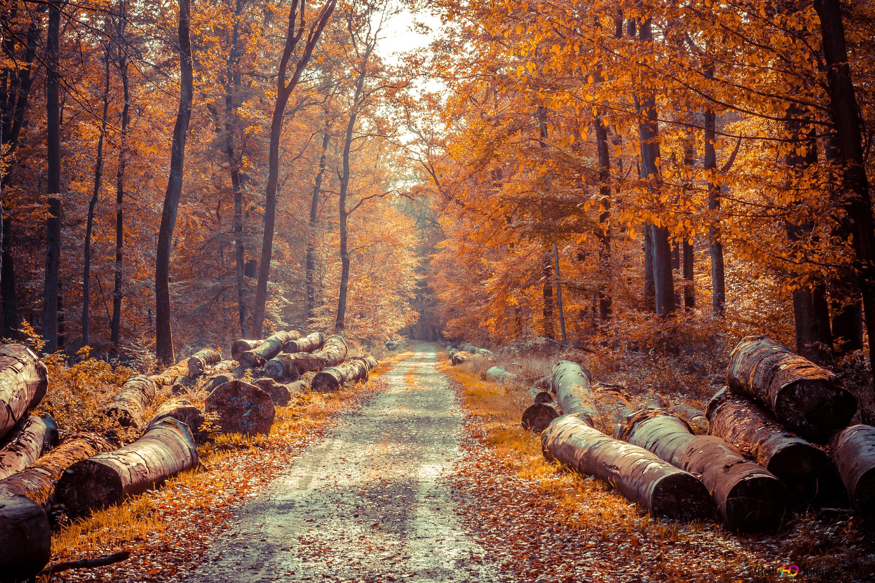Trees on Fall 4K wallpaper download