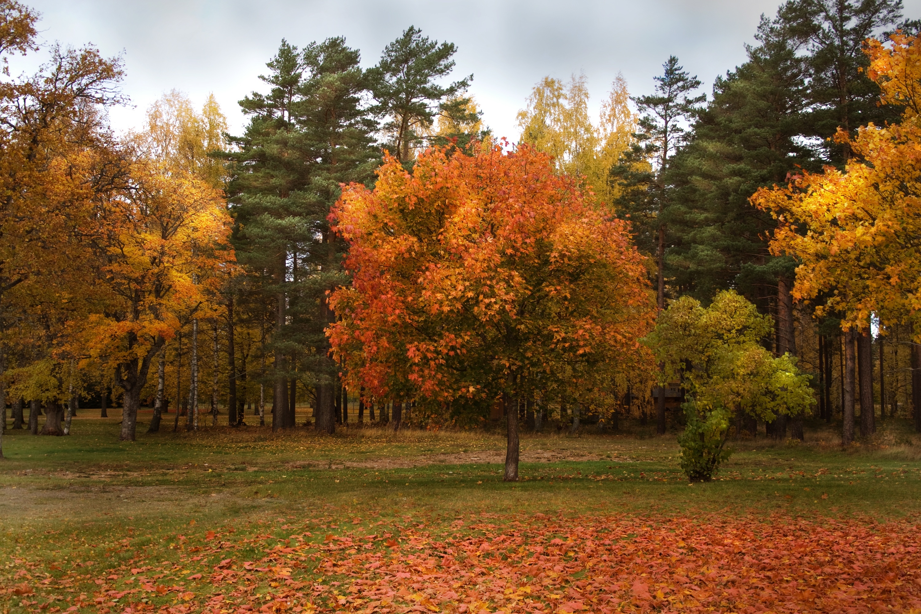 autumn, Park, Forest, Trees Wallpaper HD / Desktop and Mobile Background