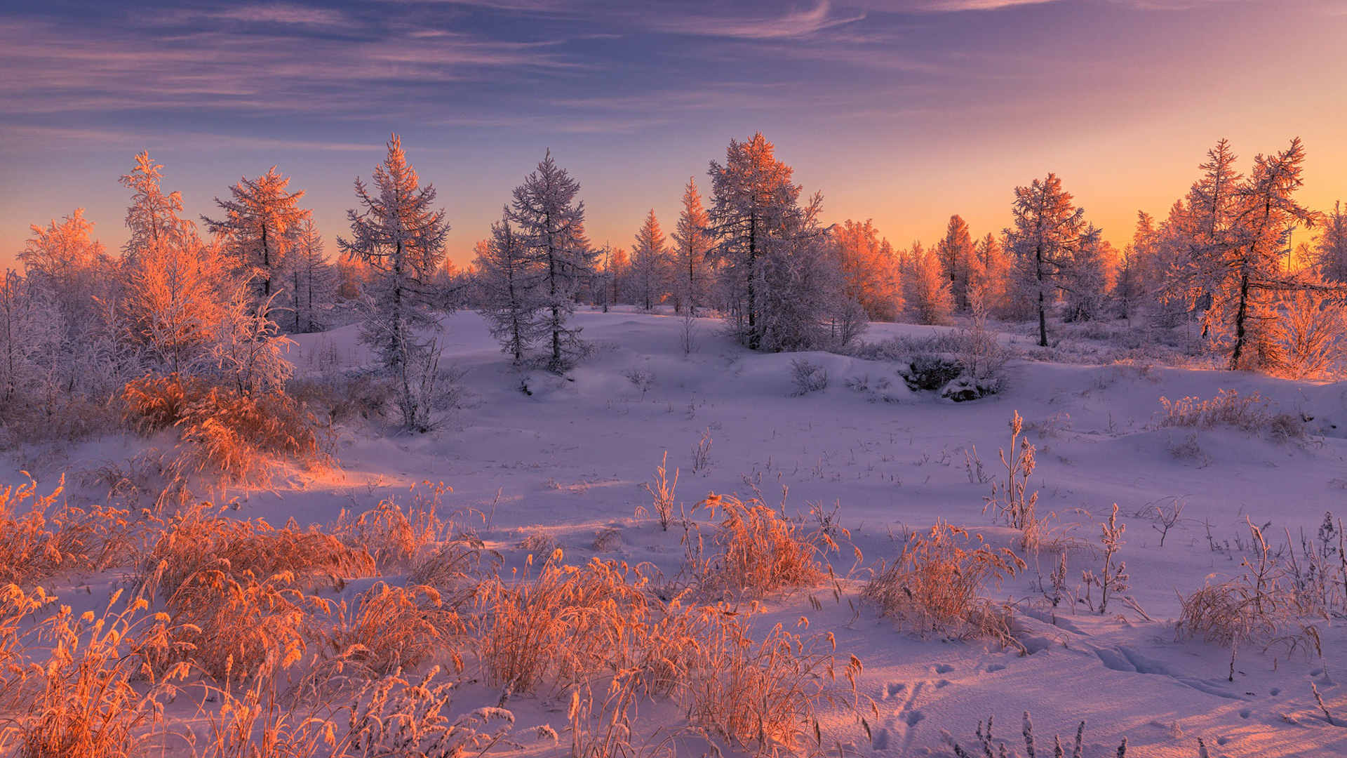 Fir Tree In Snow Field During Sunset HD Winter Wallpaper