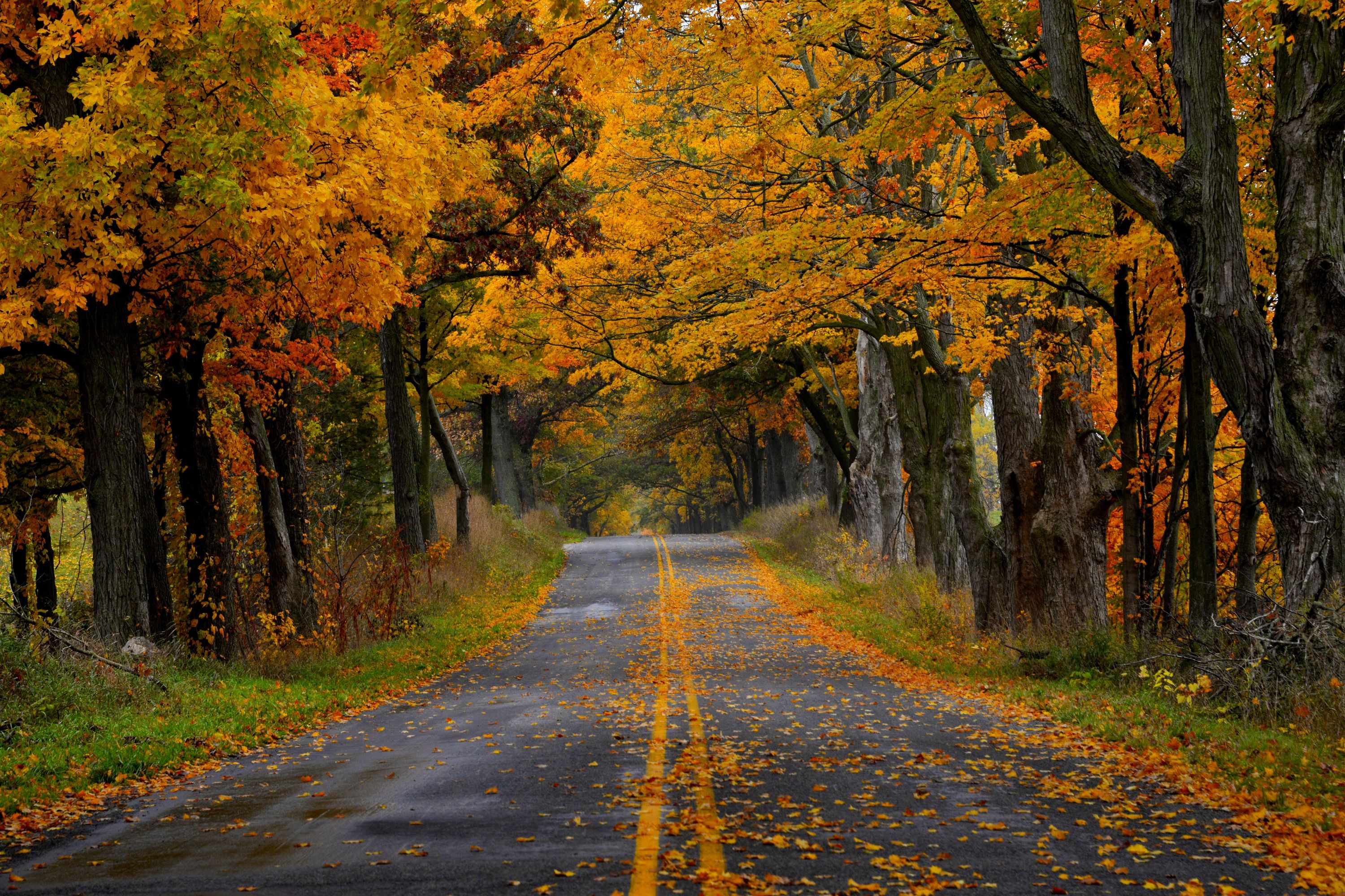 Autumn Road Wallpaper, HD Autumn Road Background on WallpaperBat