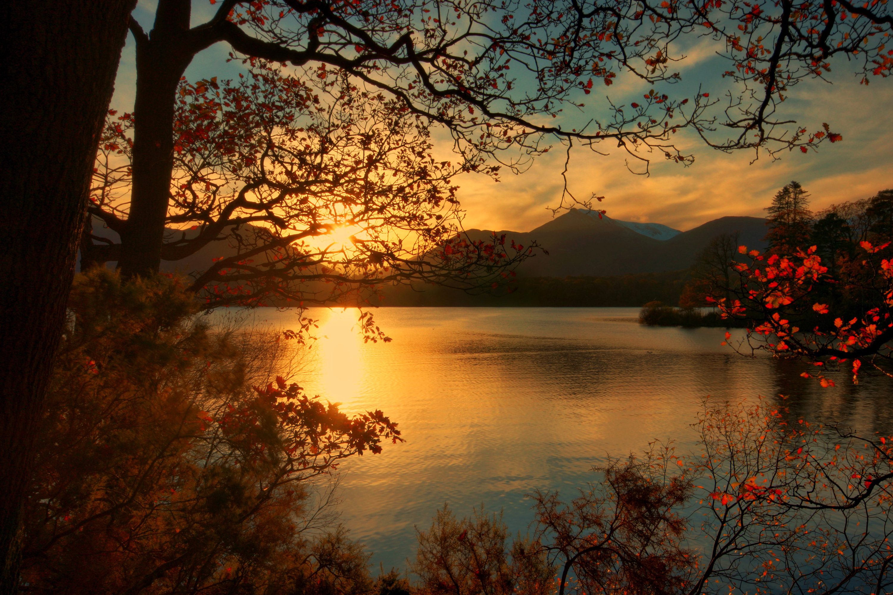 Wallpaper Silhouette of Trees Near Body of Water During Sunset, Background Free Image