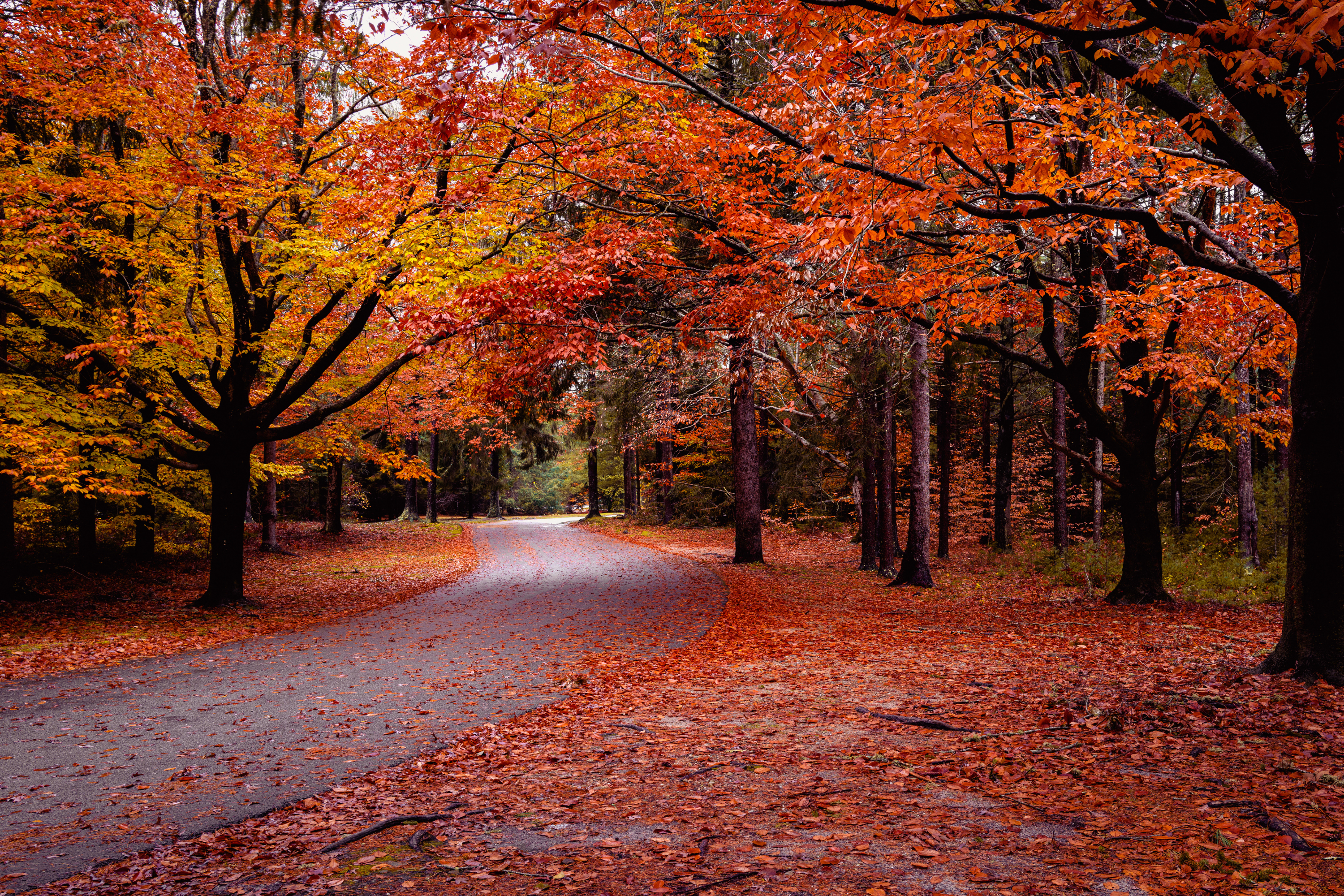 Map Reveals Best Spots To View Fall Foliage in the US