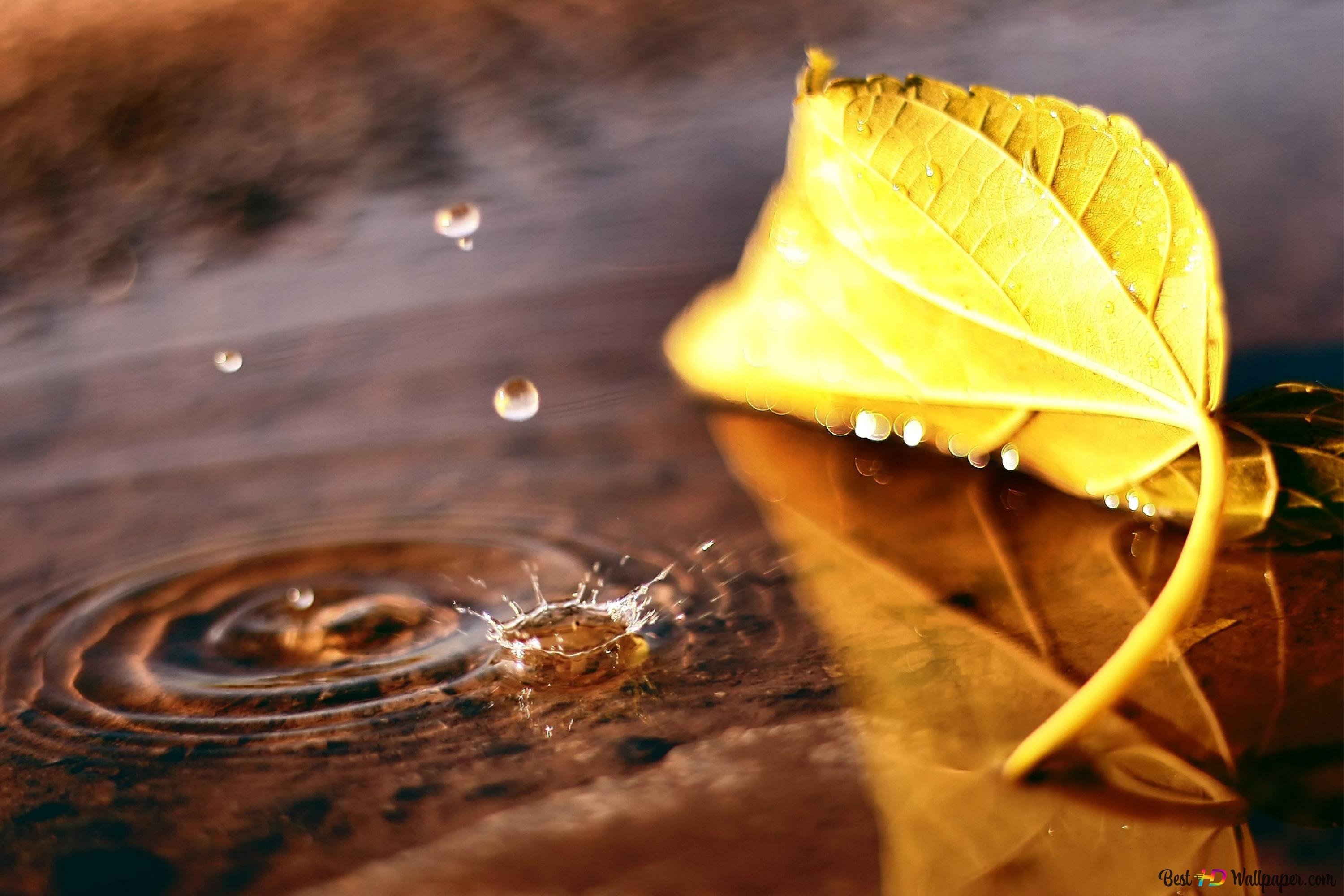 Water drop and leaf in autumn 4K wallpaper download