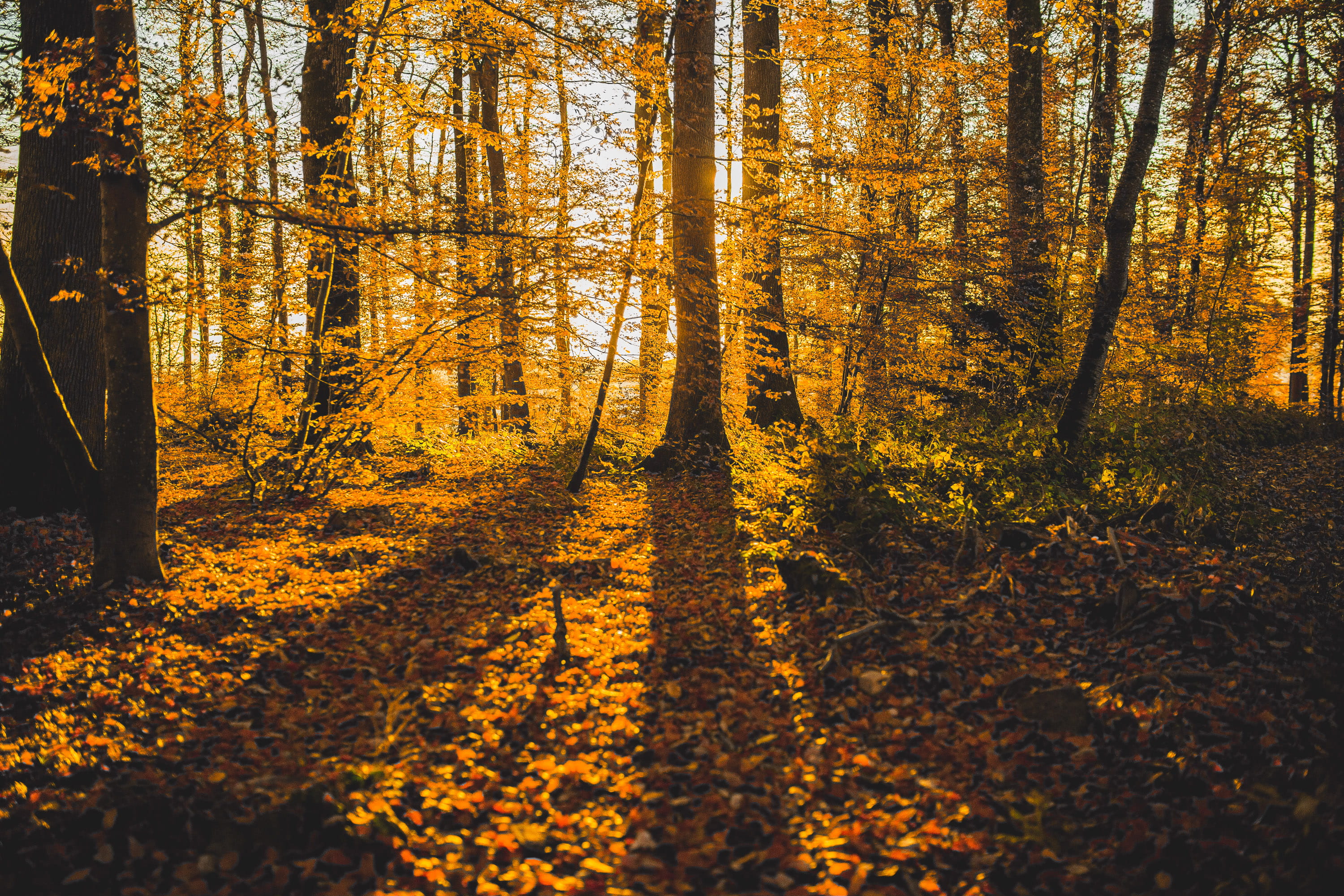 Royalty Free Photo: Shadow Autumn Forest