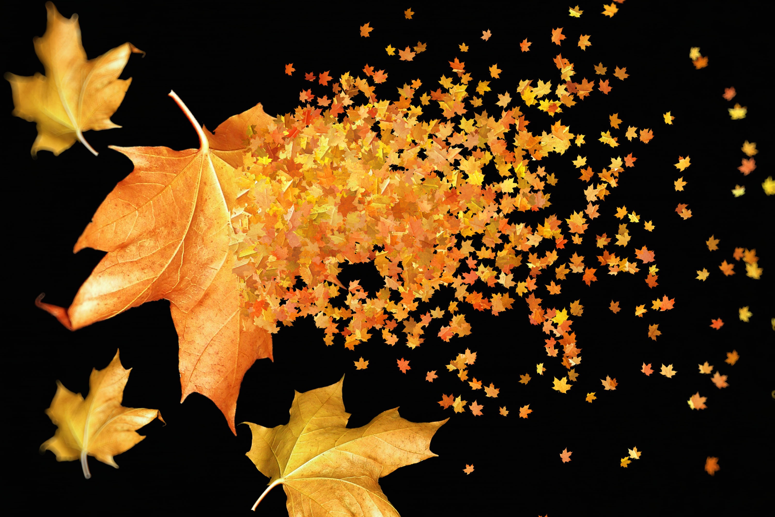 Large and small yellow leaves on a black background in autumn Desktop wallpaper 640x480
